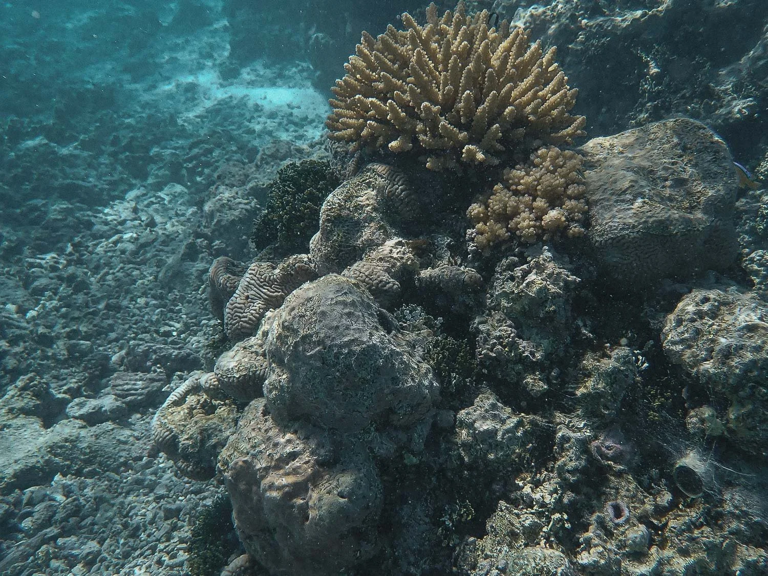 TrejoRaquel_Coral Kids_Marine Conservation_Oceania-15.jpg