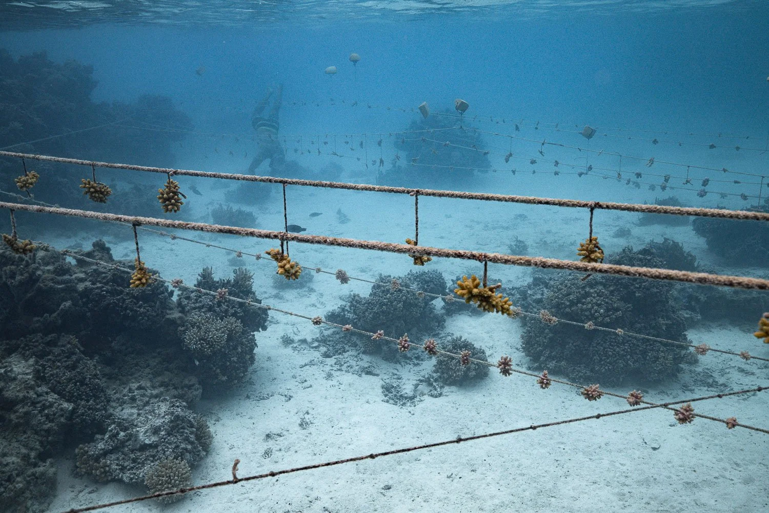TrejoRaquel_Coral Kids_Marine Conservation_Oceania-11-2.jpg