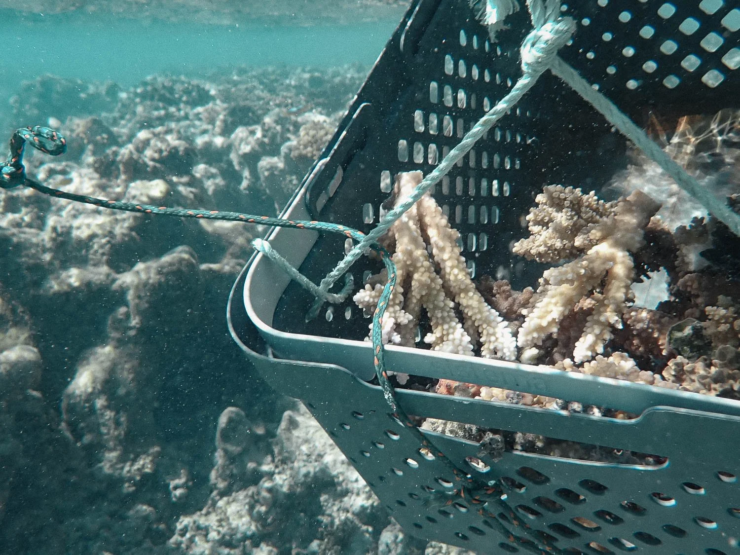 TrejoRaquel_Coral Kids_Marine Conservation_Oceania-11.jpg