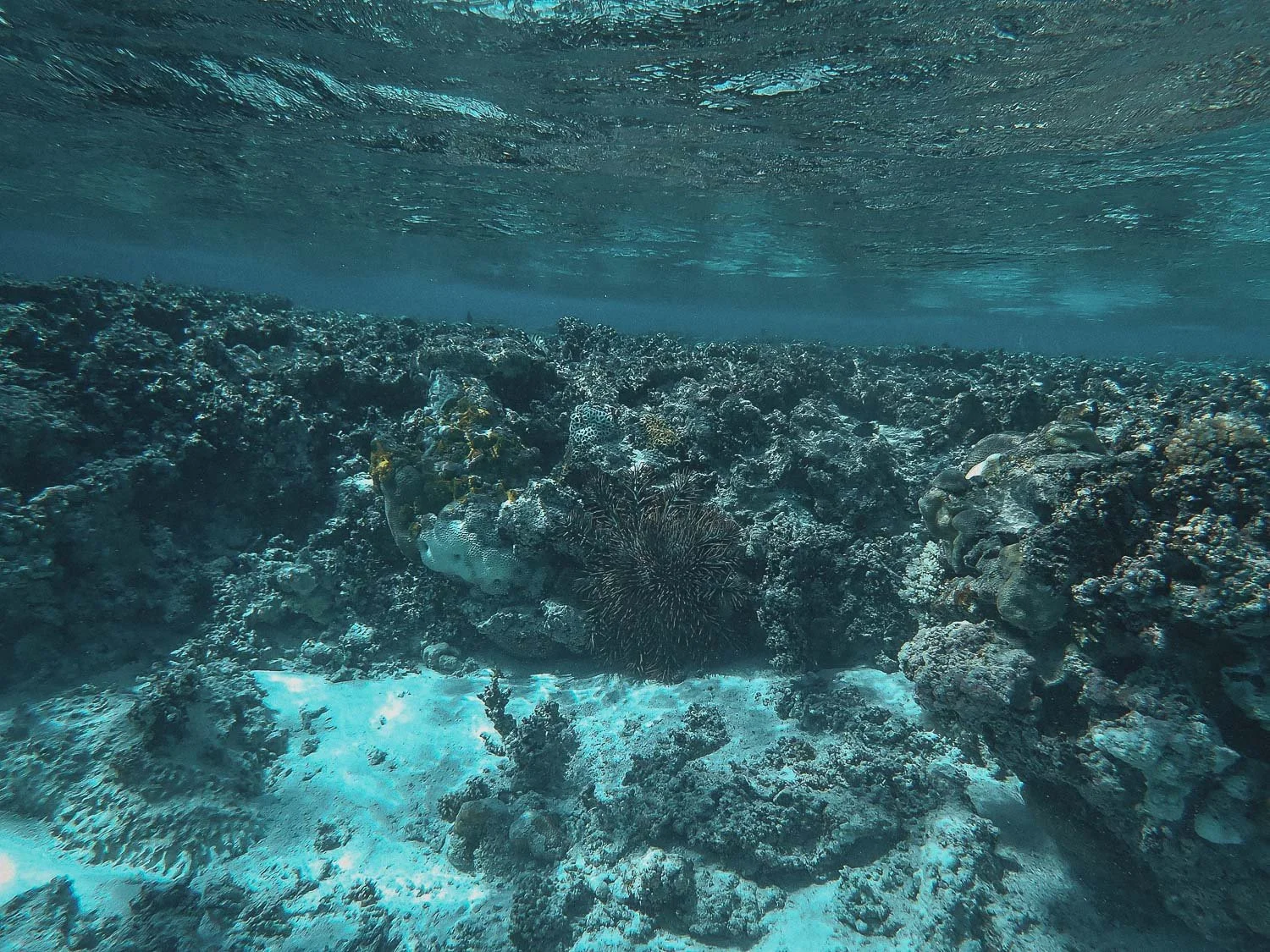 TrejoRaquel_Coral Kids_Marine Conservation_Oceania-142.jpg