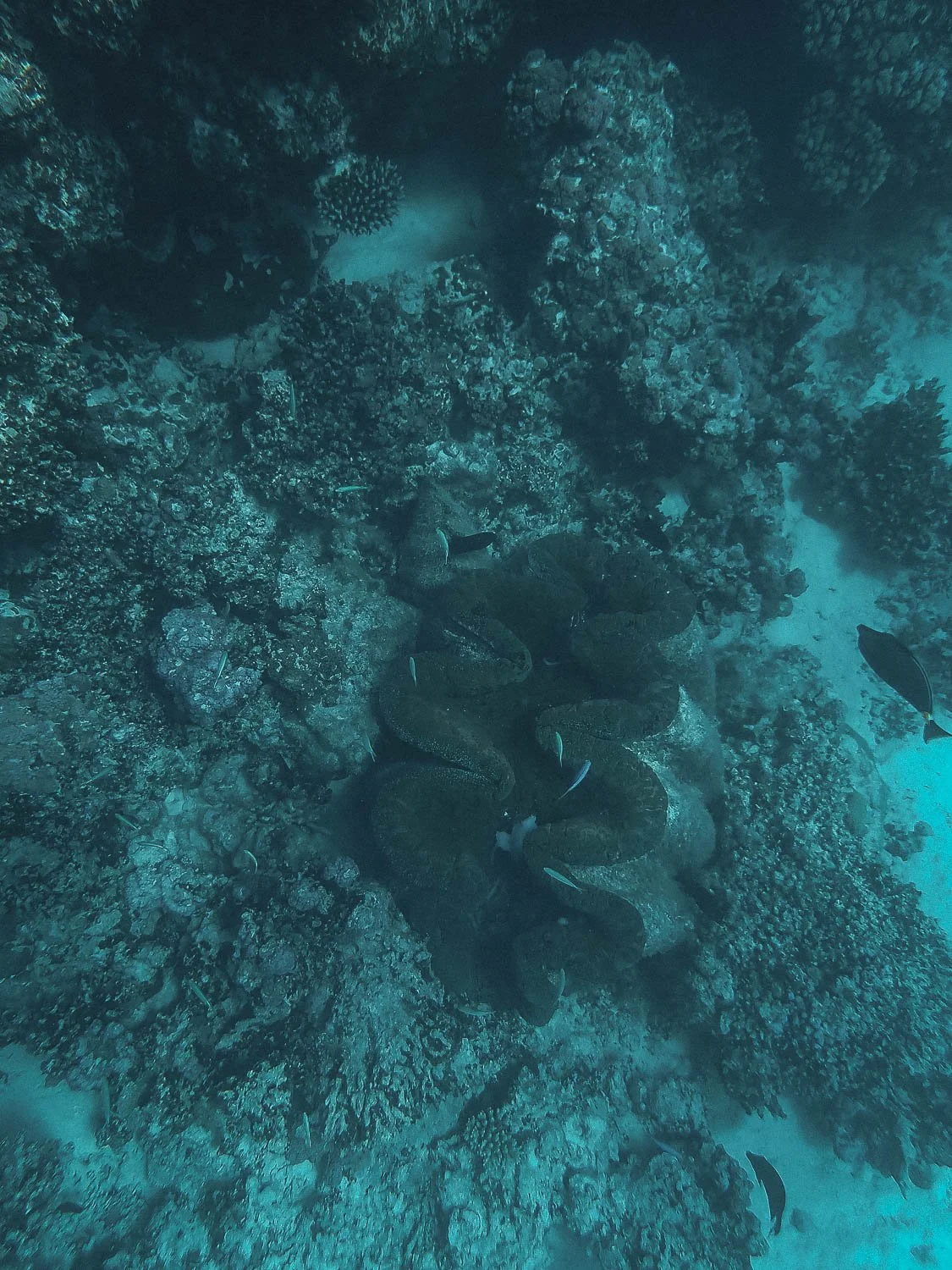 TrejoRaquel_Coral Kids_Marine Conservation_Oceania-89.jpg