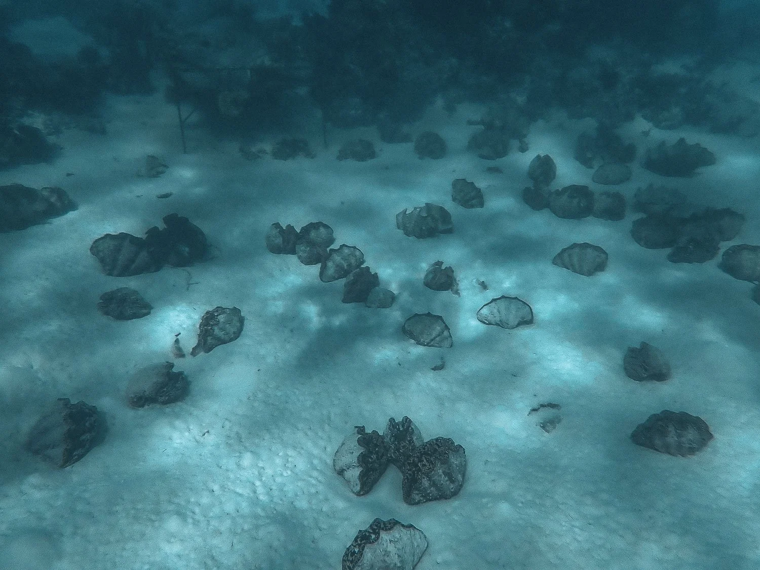 TrejoRaquel_Coral Kids_Marine Conservation_Oceania-97.jpg
