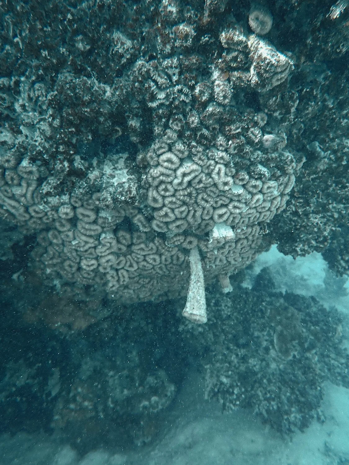 TrejoRaquel_Coral Kids_Marine Conservation_Oceania-91.jpg