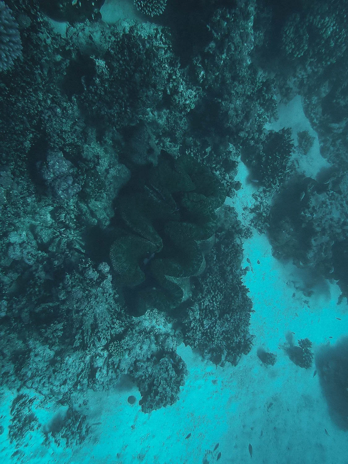 TrejoRaquel_Coral Kids_Marine Conservation_Oceania-80.jpg