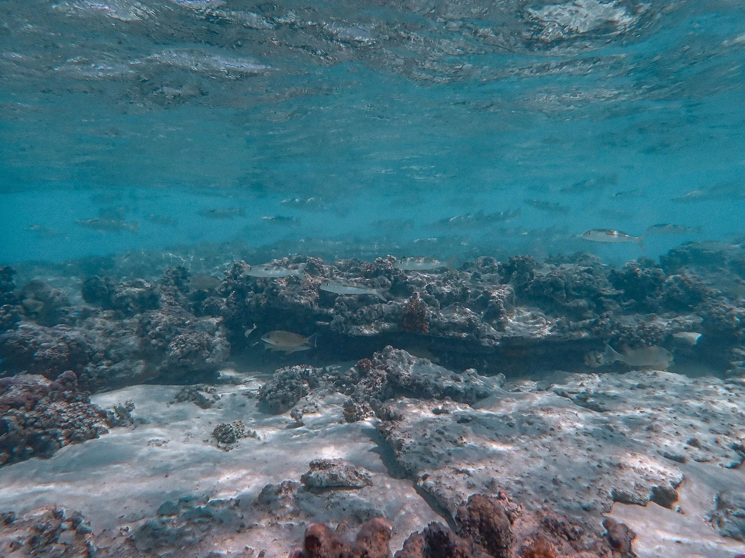 TrejoRaquel_Coral Kids_Marine Conservation_Oceania-62.jpg