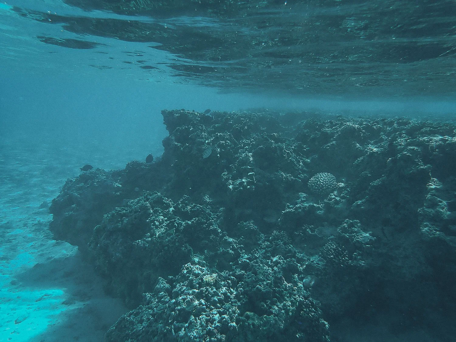 TrejoRaquel_Coral Kids_Marine Conservation_Oceania-153.jpg