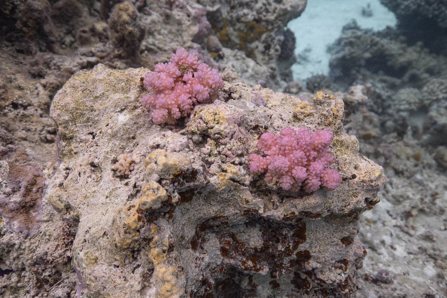 TrejoRaquel_Coral Kids_Marine Conservation_Oceania-14.jpg