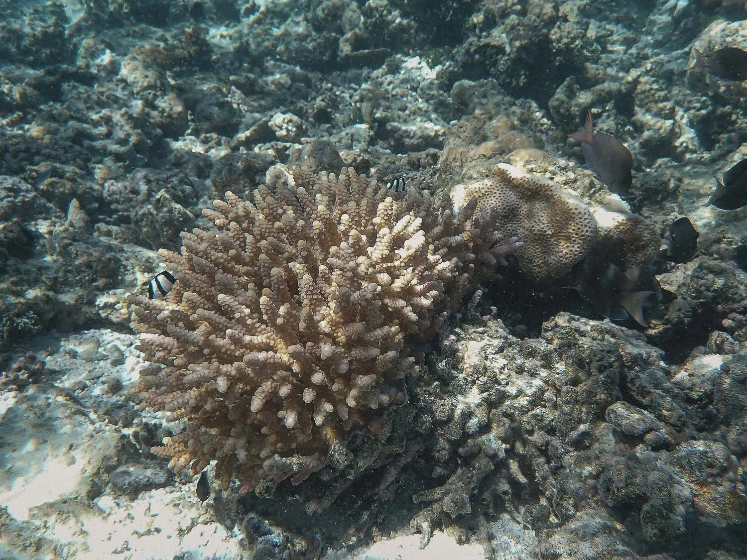 TrejoRaquel_Coral Kids_Marine Conservation_Oceania-12.jpg