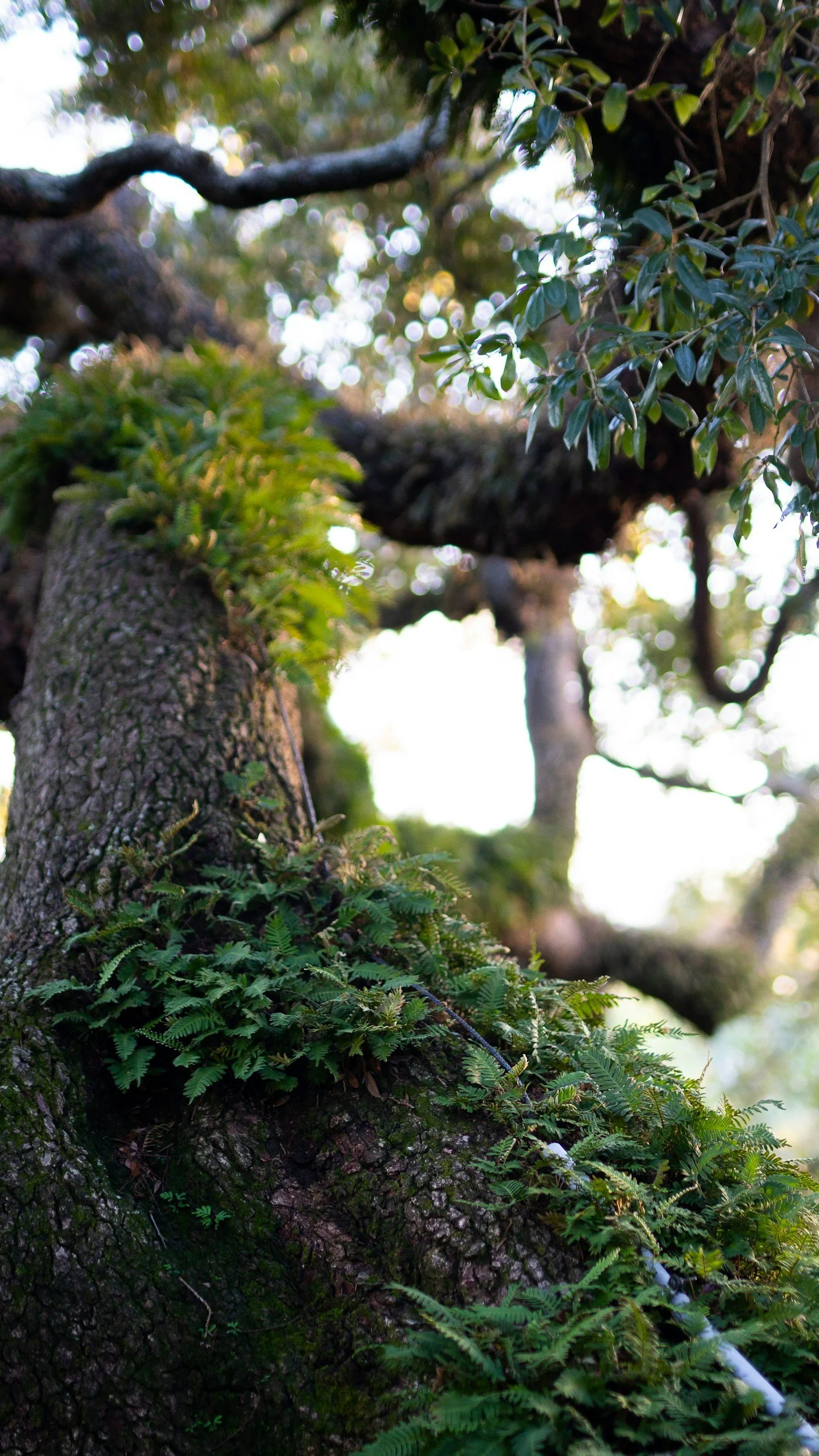 Close-up of a tree trunk with moss and small plants growing on it, surrounded by lush green leaves and branches in a forest setting with sunlight filtering through the trees.