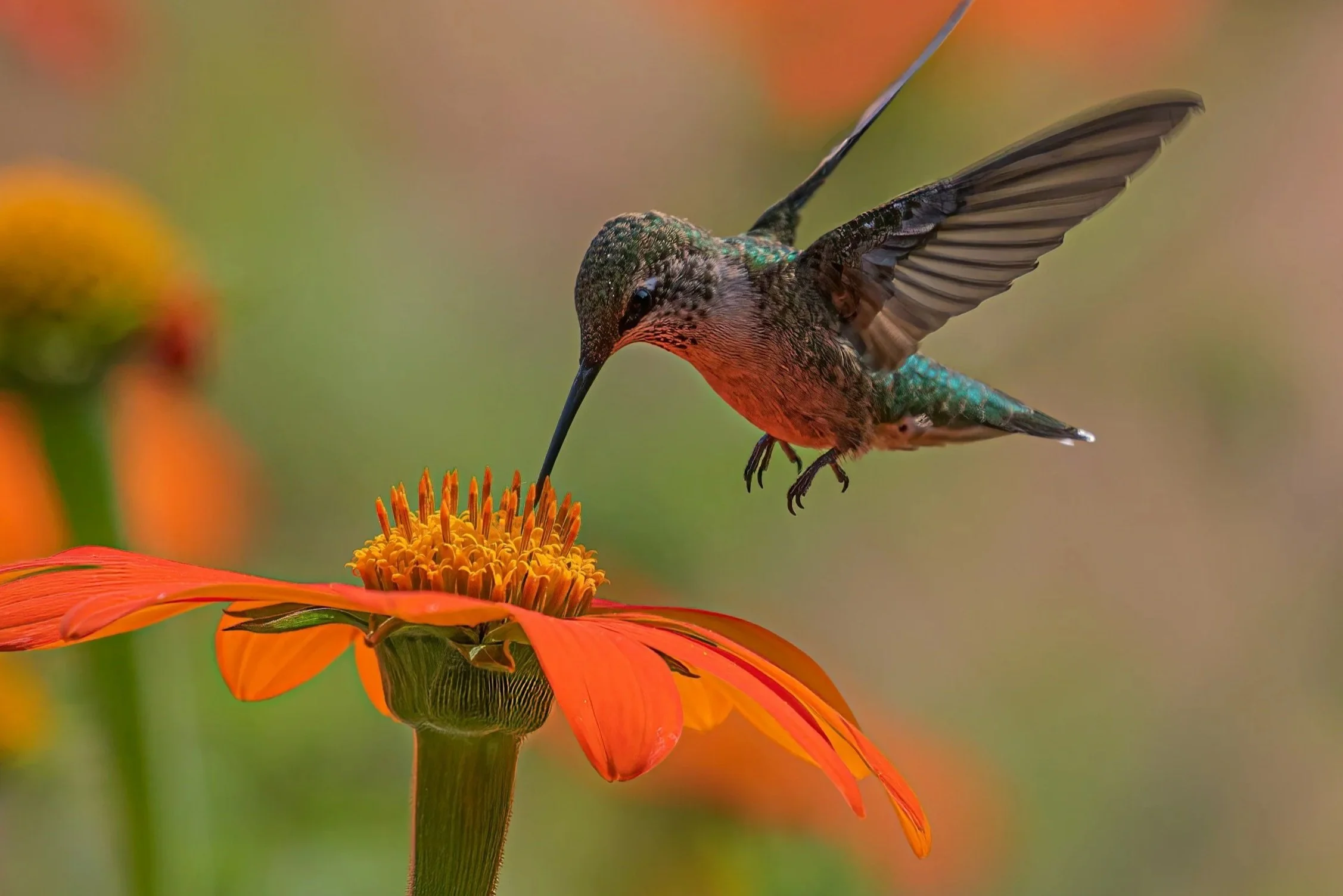 A hummingbird hovering above a bright orange flower with yellow center, with a blurred green background.