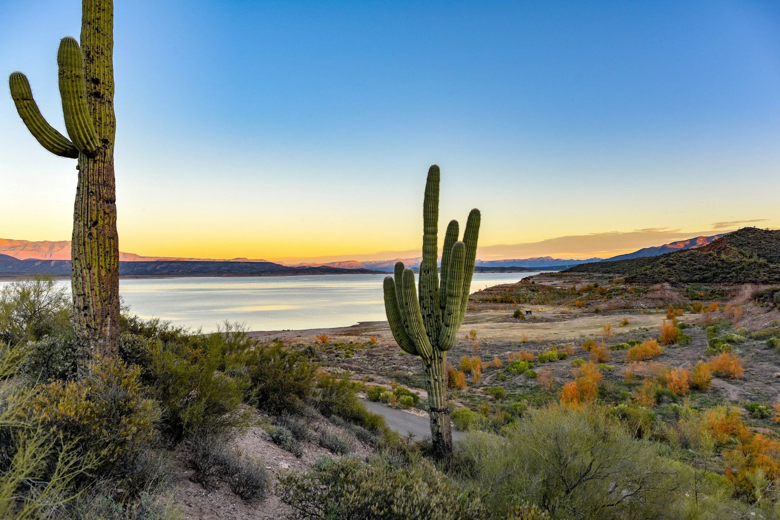 Desert landscape featuring tall saguaro cacti, shrubs, and distant mountains under a clear blue sky at sunset.
