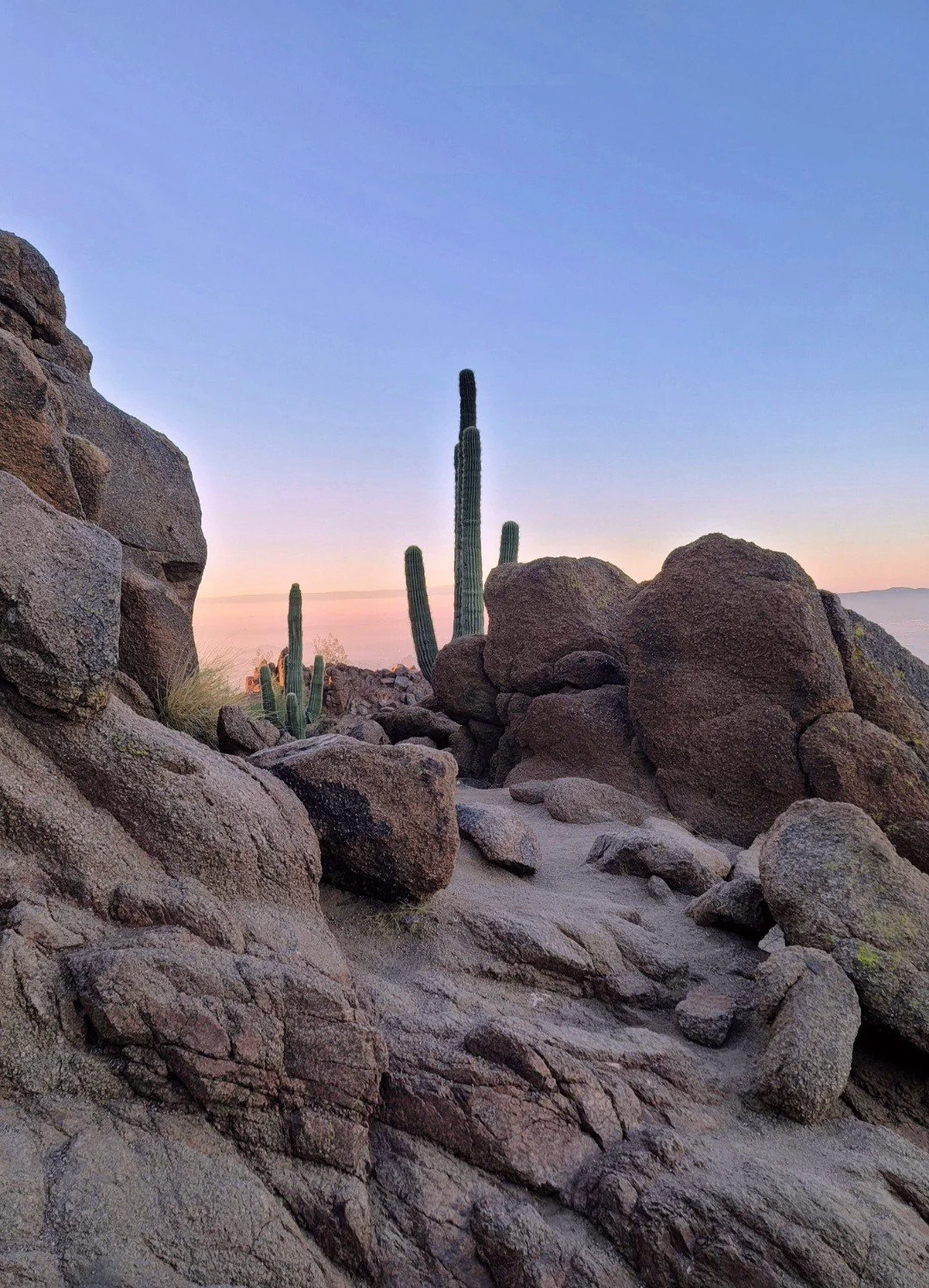 Saguaro cacti and large rocks in a desert landscape during sunset or sunrise with a clear sky.