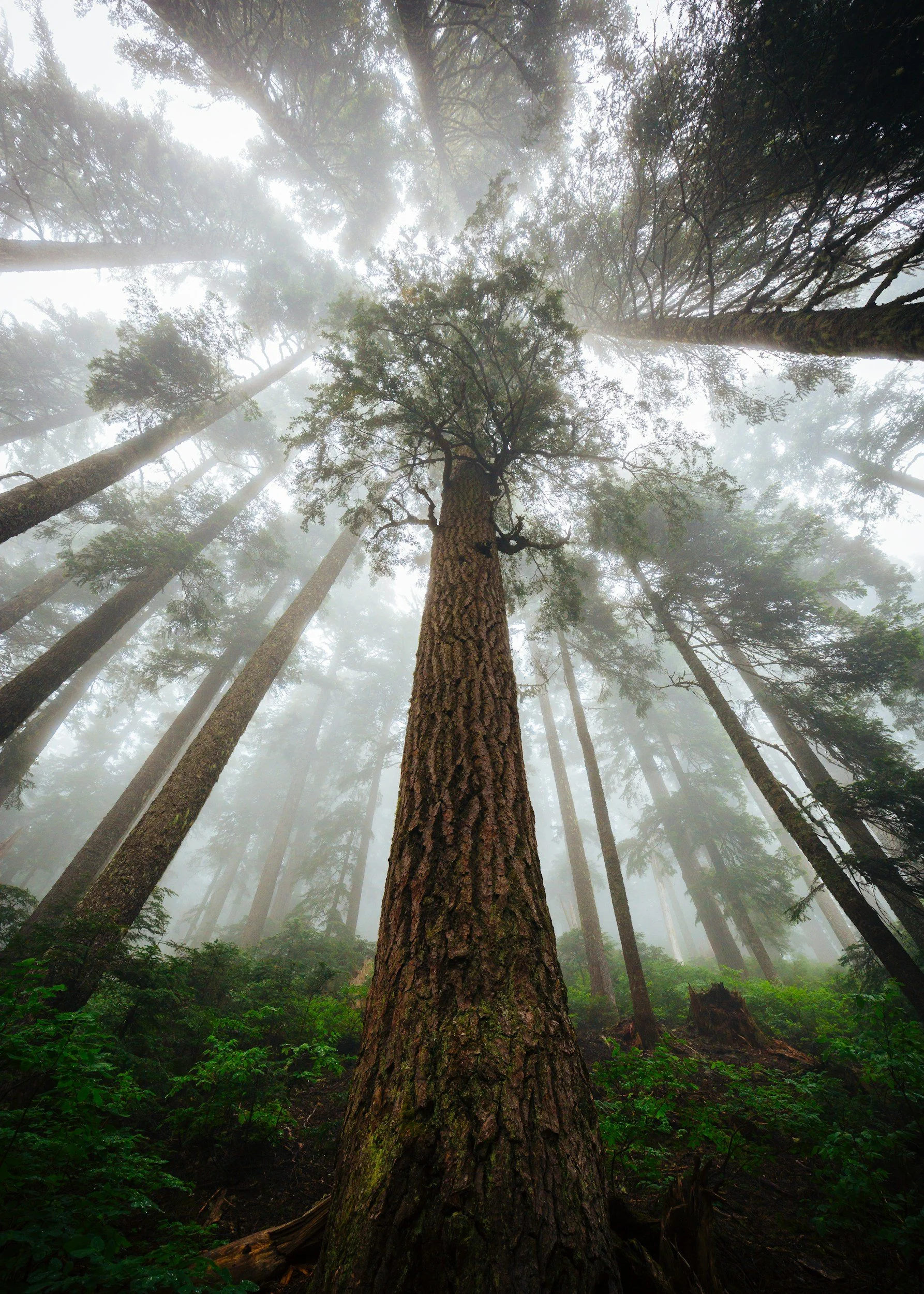 View of tall trees in a foggy forest, looking upward from the base of a tree trunk.