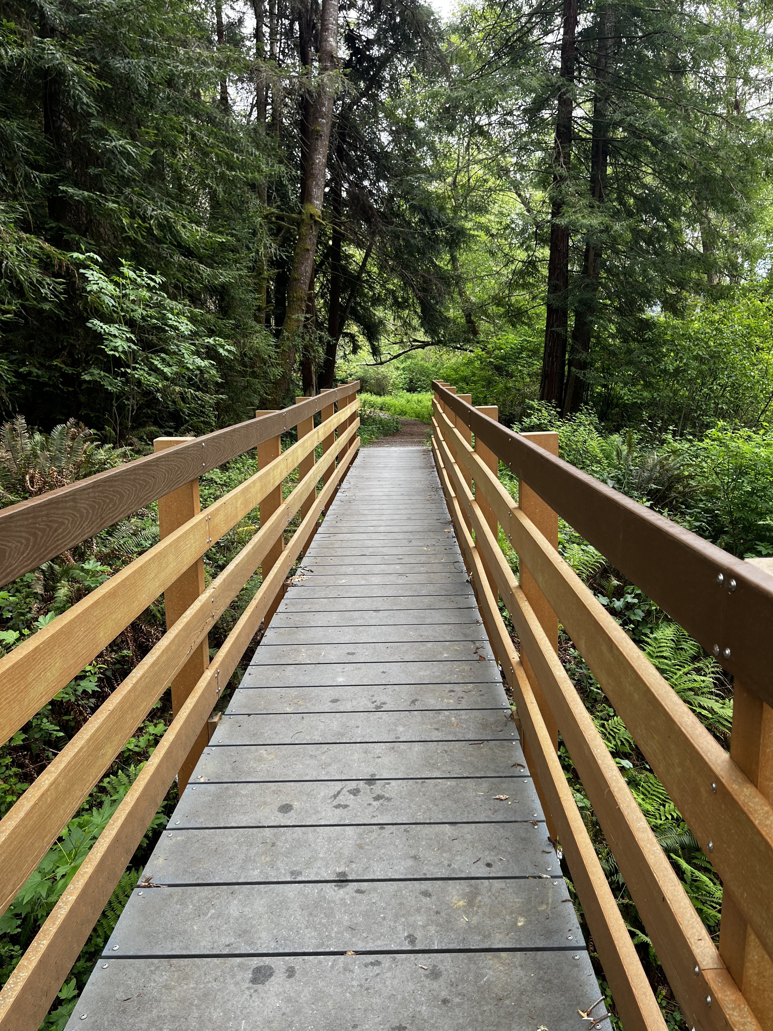 Wooden footbridge crossing through a lush green forest with tall trees and dense foliage.