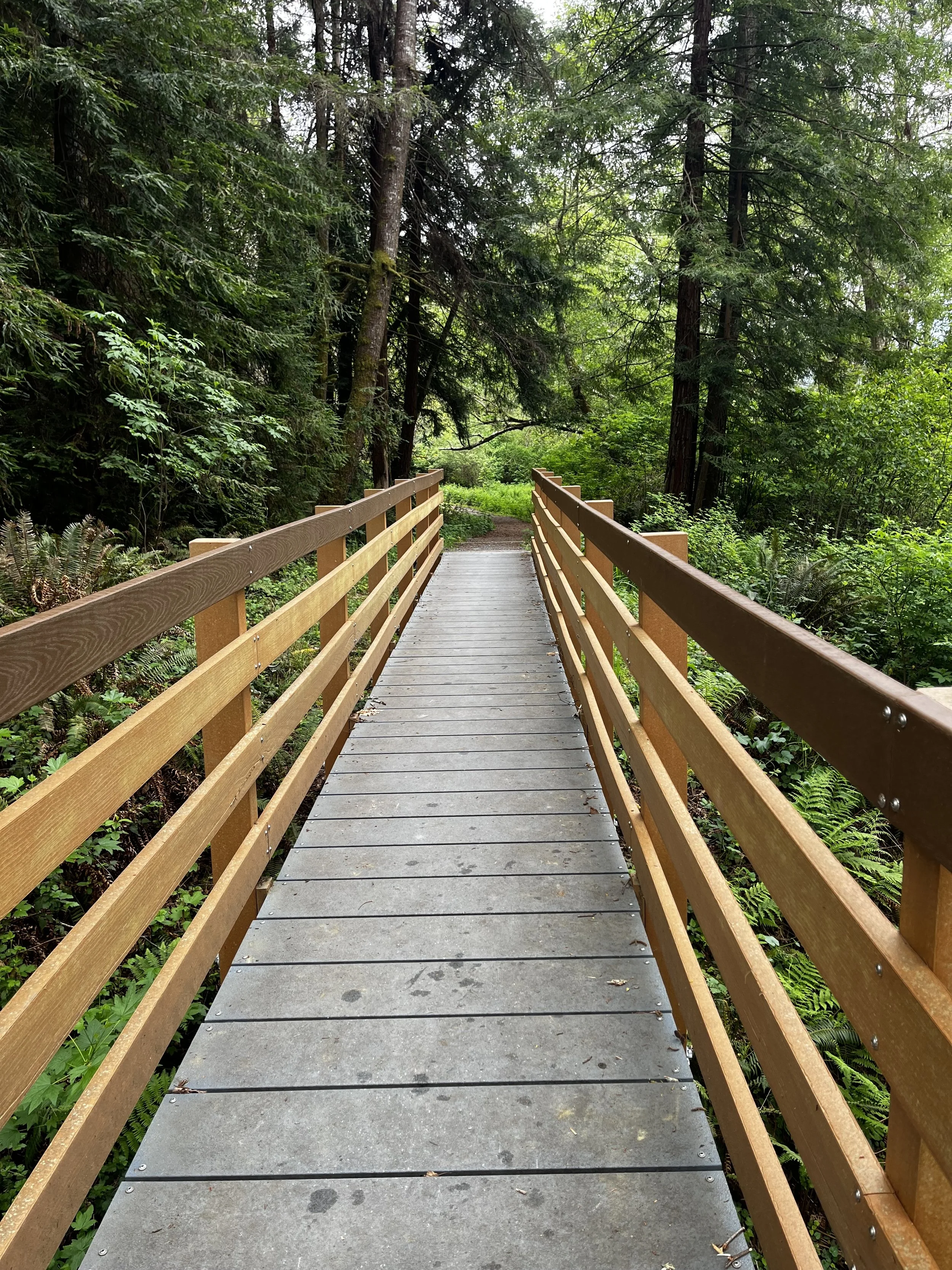 Wooden footbridge crossing through a lush green forest with tall trees and dense foliage.