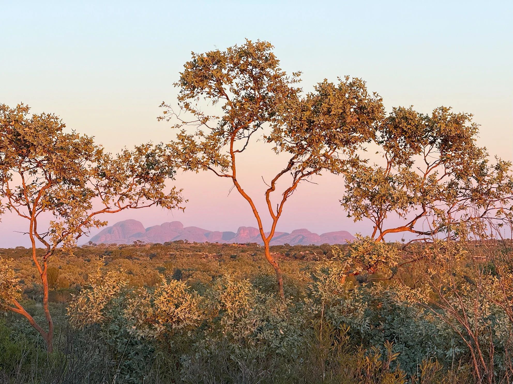 A landscape scene with various trees, distant mountains, and a colorful sky, possibly during sunset.