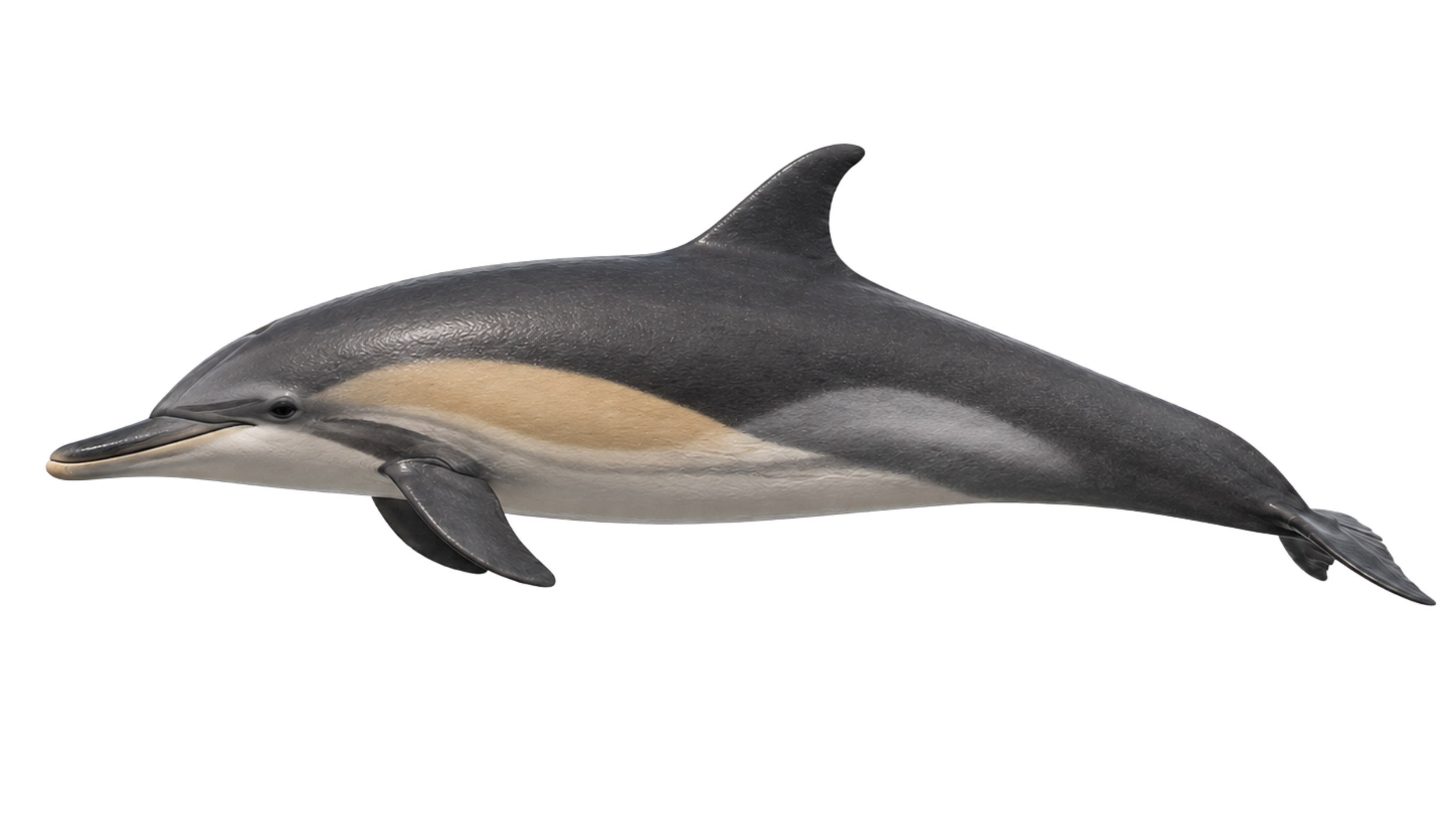 Model of a dolphin with a smooth, streamlined body and a dorsal fin, displayed against a plain white background.