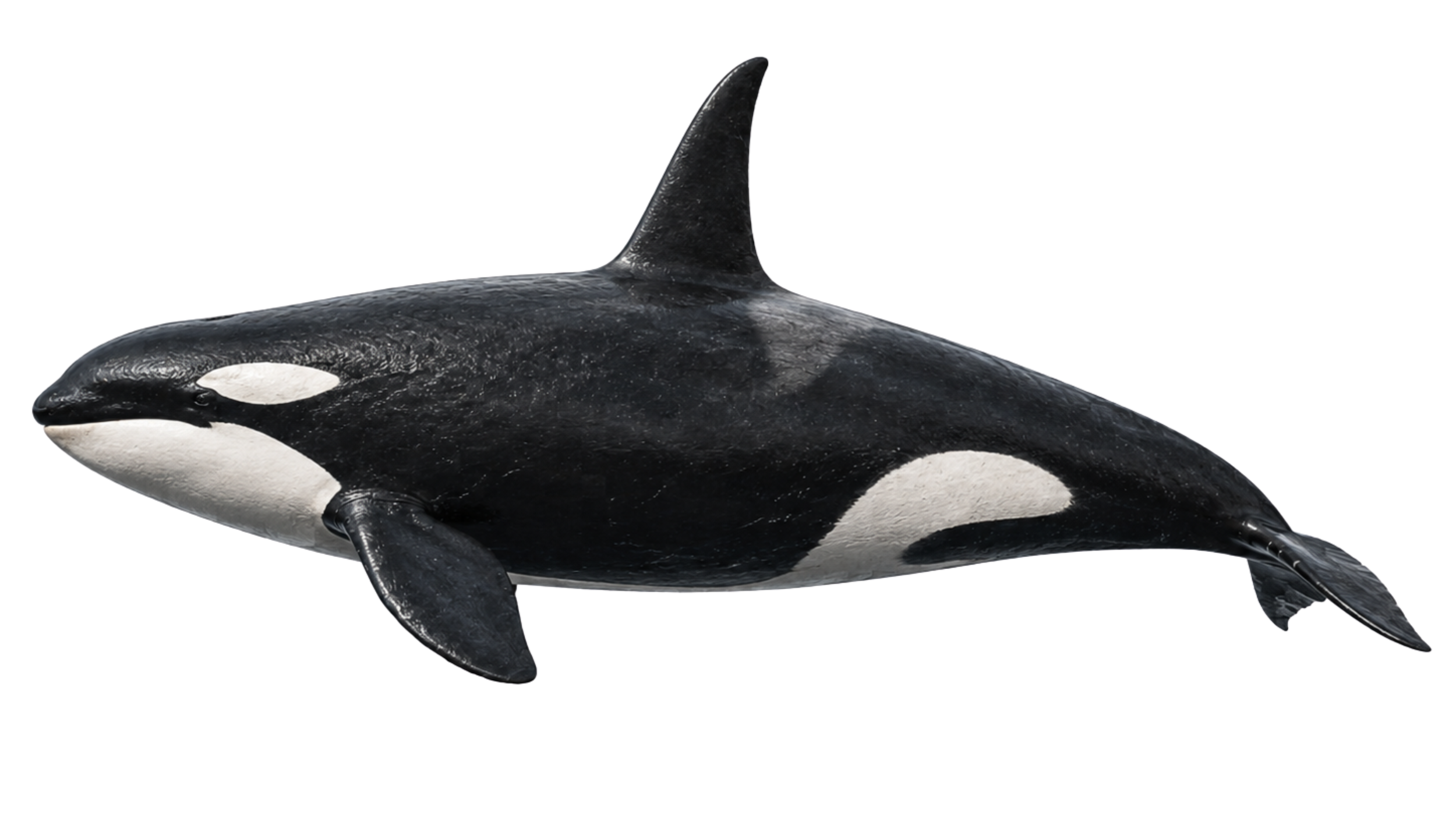 A realistic model of an orca whale with a black body, white eye patch, and white underside, isolated on a white background.