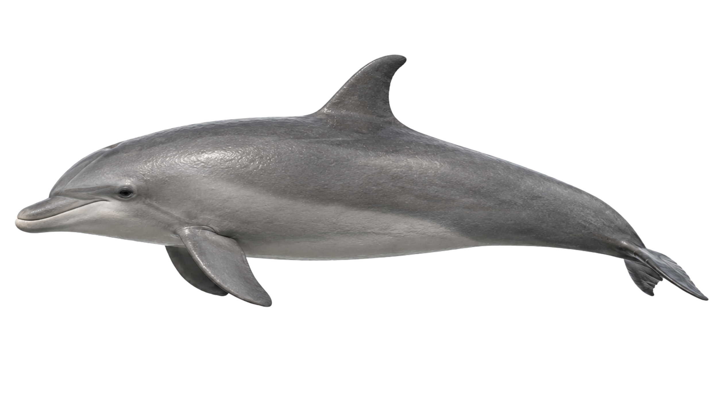A model or sculpture of a dolphin with a smooth, gray body and a pointed dorsal fin, set against a plain white background.