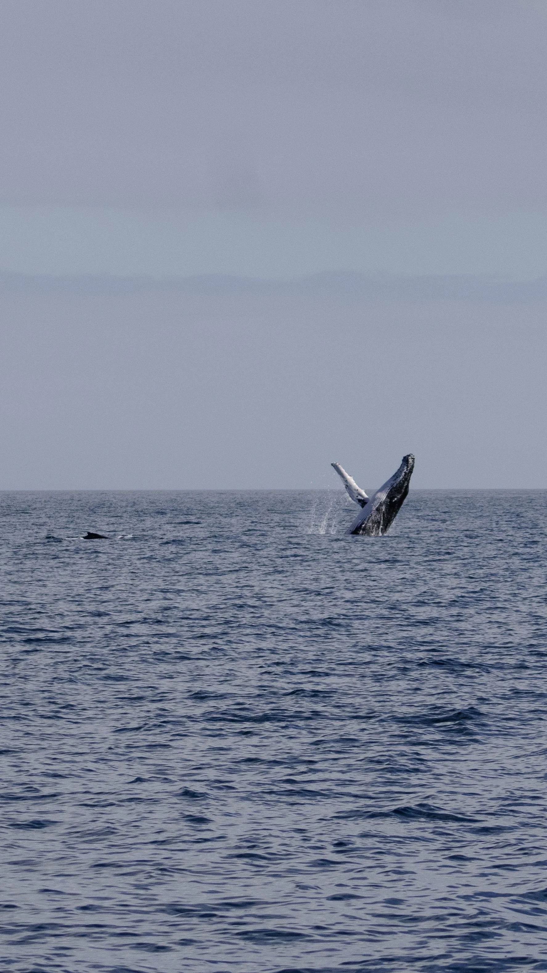 Breaching Whales are a common sight during Whale Watching Tours at Phillip Island.