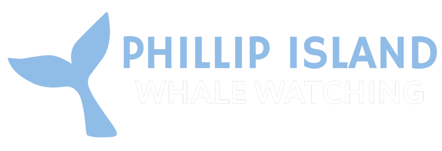 Phillip Island Whale Watching