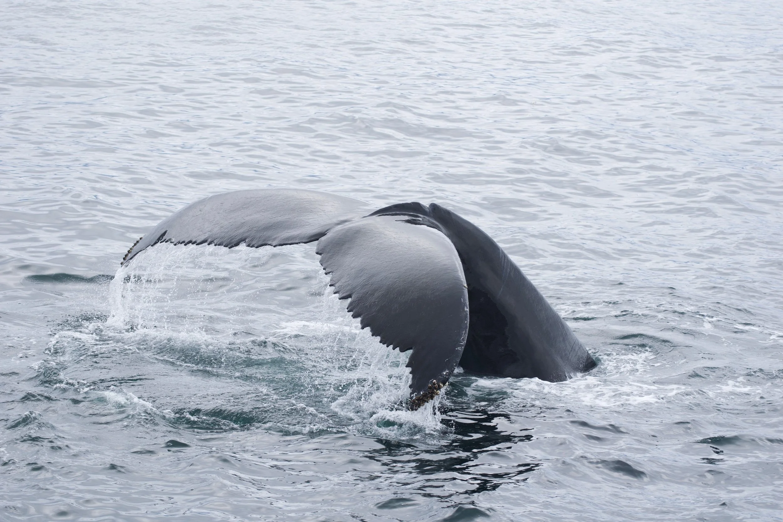 A whale's tail emerging from the water at Phillip Island
