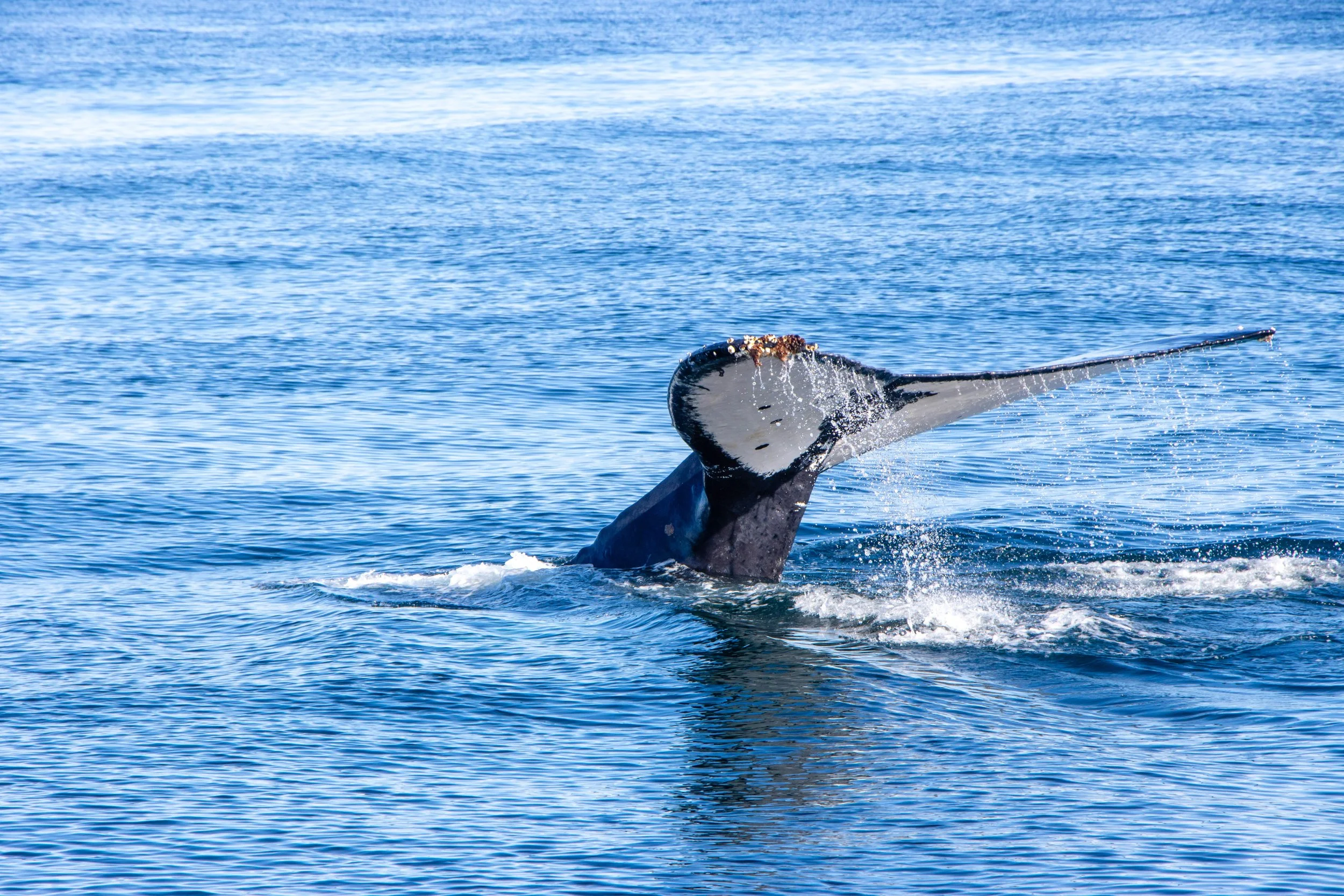 A whale is breaching the surface of the ocean, with its tail visible and water splashing around it.