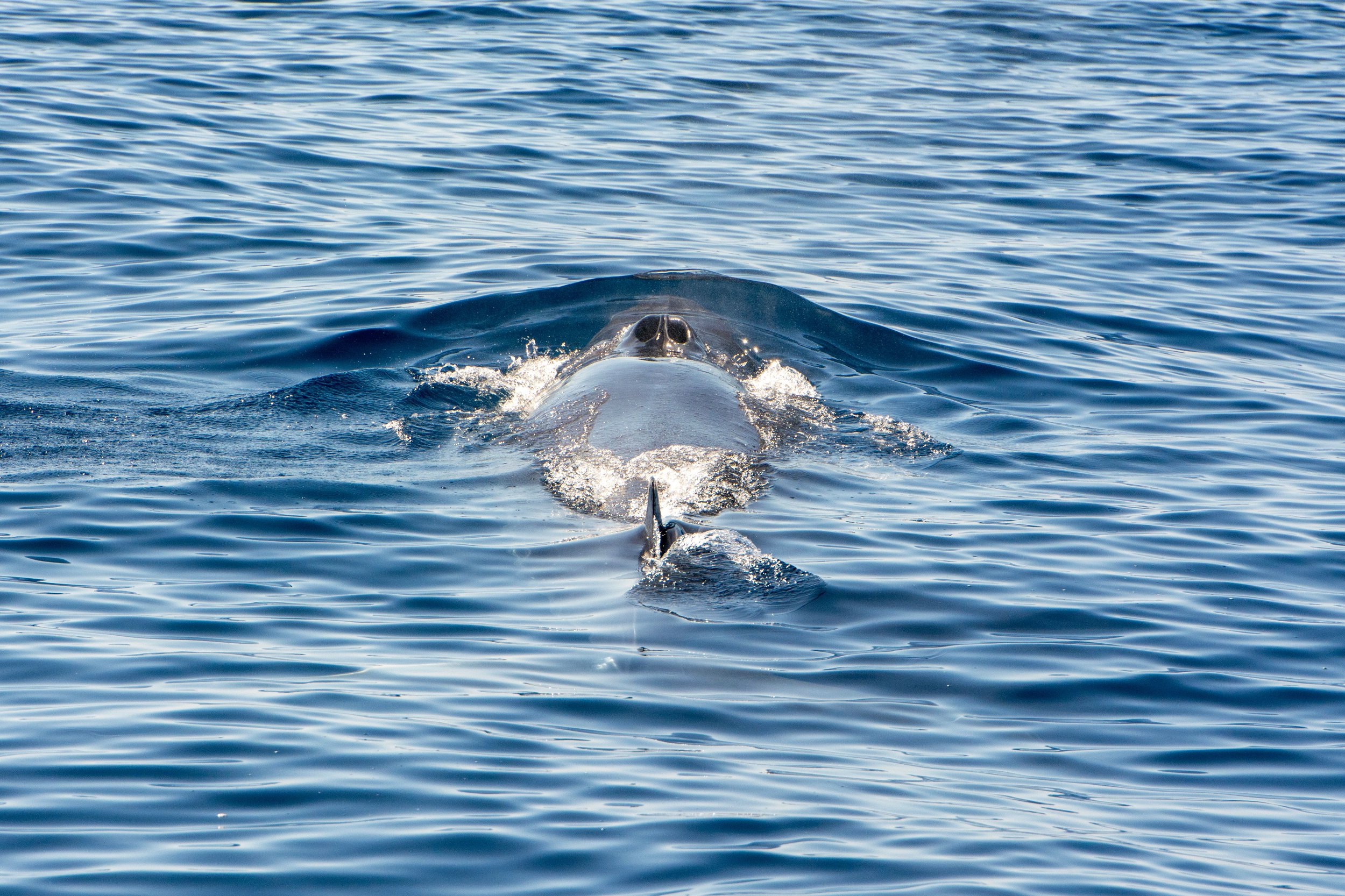 A whale surfacing and swimming in the ocean, with water ripples surrounding it.