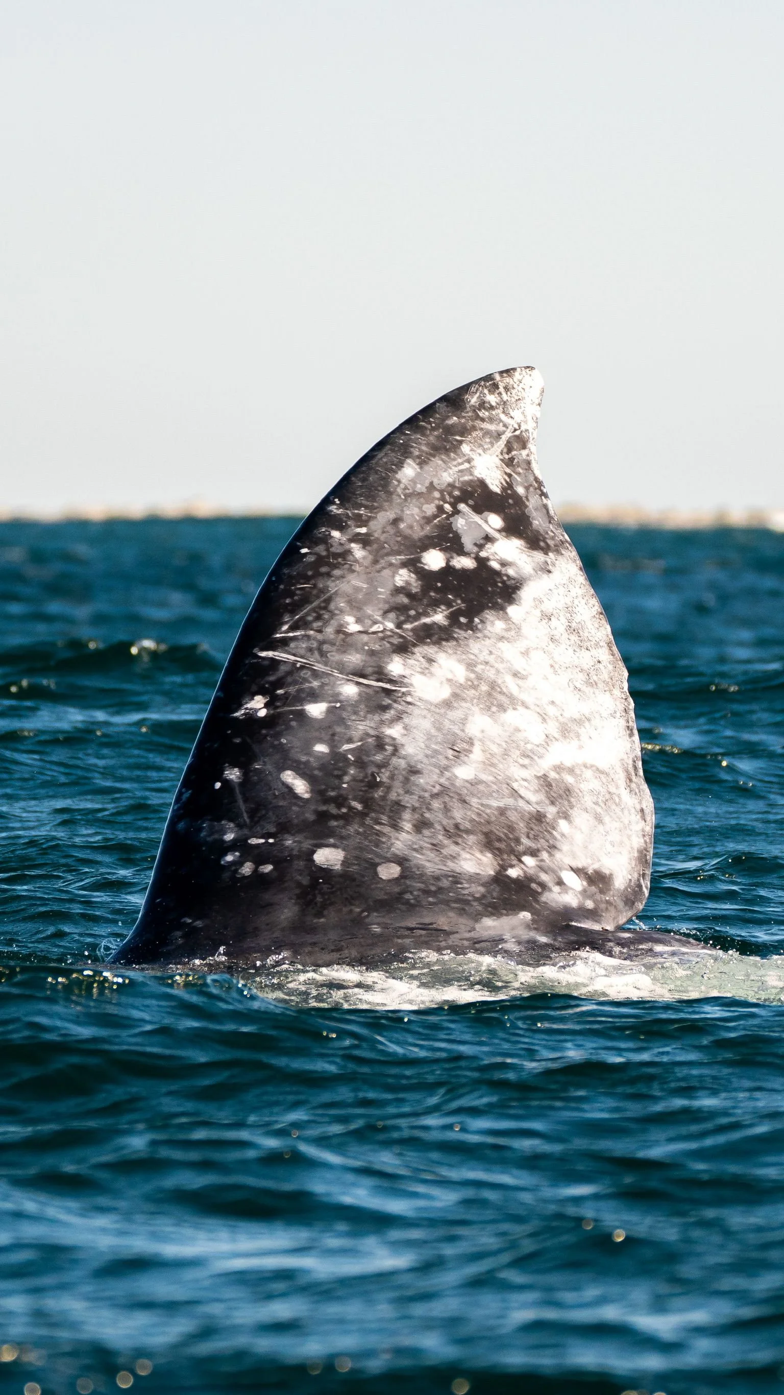 An image of a whale waving from the water. Say hello to Marine Mammals on a Boat Cruise around Phillip Island.