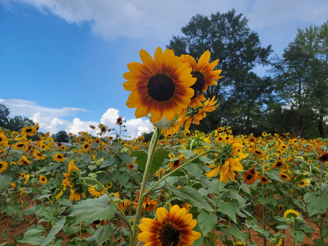 Pop-up at Robertson Family Farm