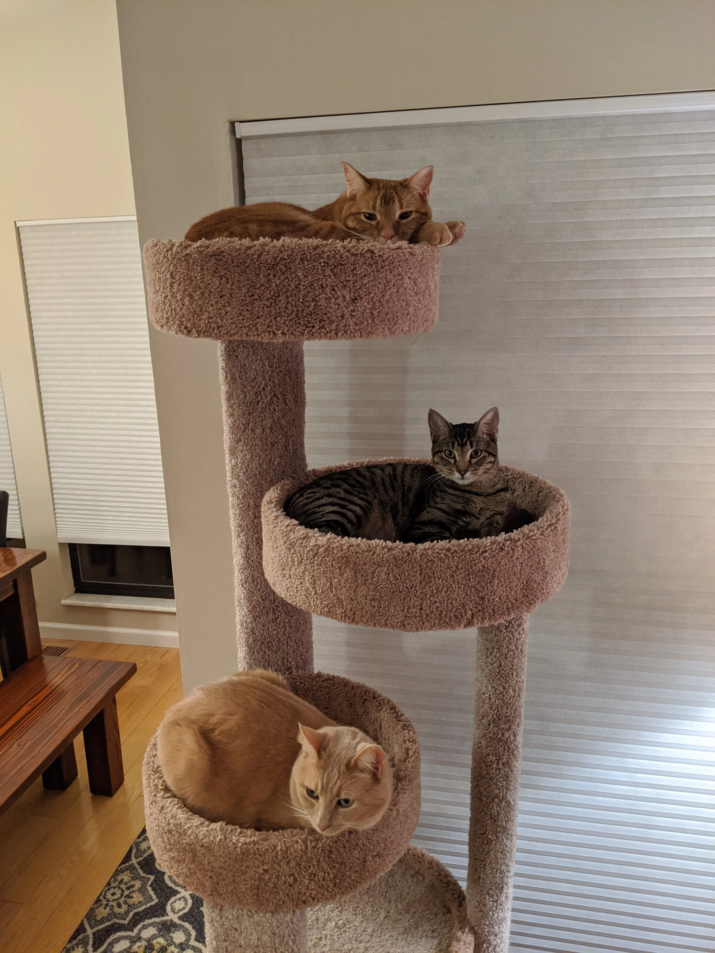 Four cats are resting on a multi-level beige carpeted cat tree in a living room. One orange tabby with darker stripes is lying on the top platform, looking at the camera. A second tabby with dark stripes is lying in a basket on the middle level, also looking at the camera. A third grey tabby cat is partially visible in a basket on the bottom level, and a fourth orange cat is in the foreground, facing away.