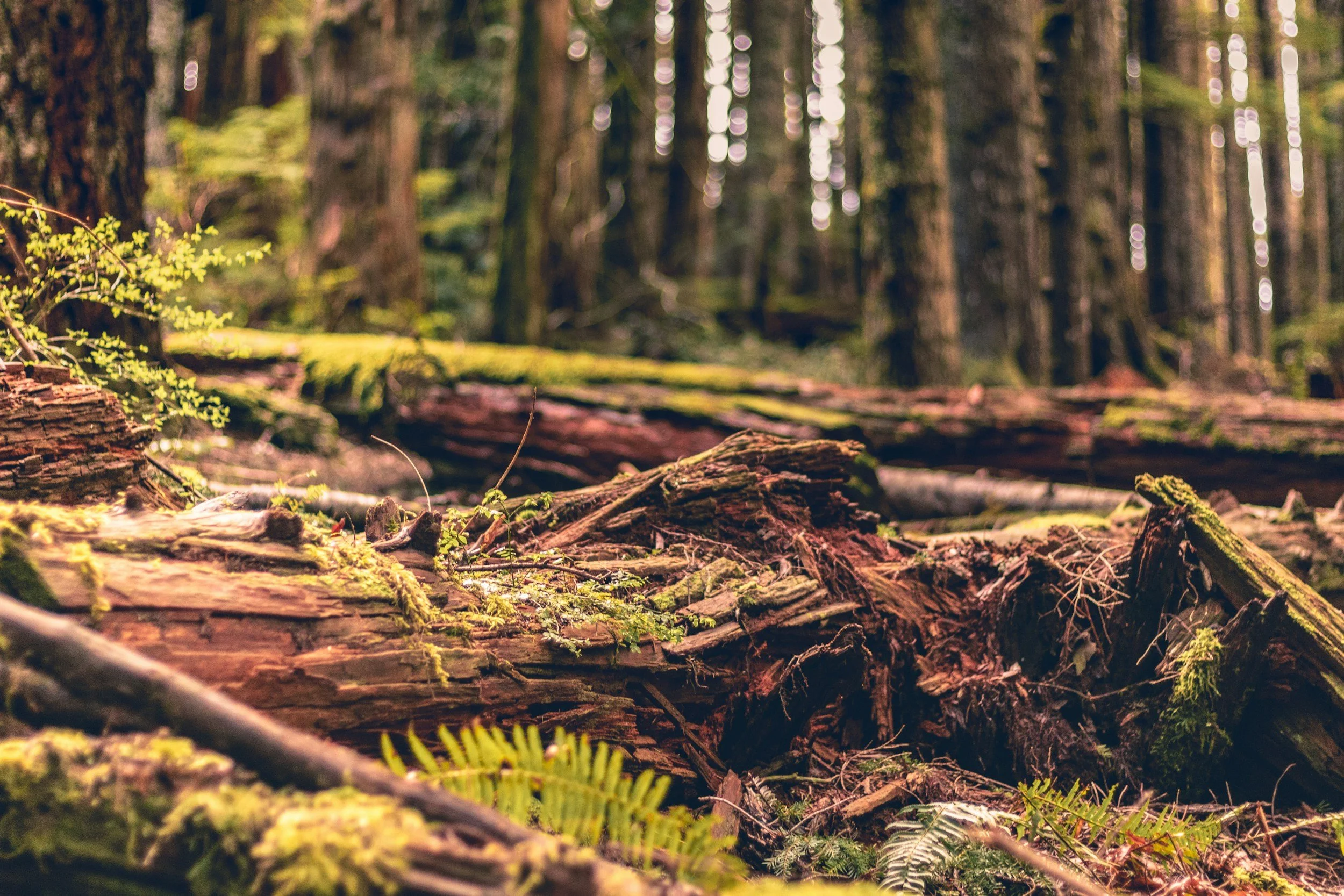 A forest floor with fallen logs covered in moss and small plants, with tall trees in the background and sunlight filtering through the canopy.
