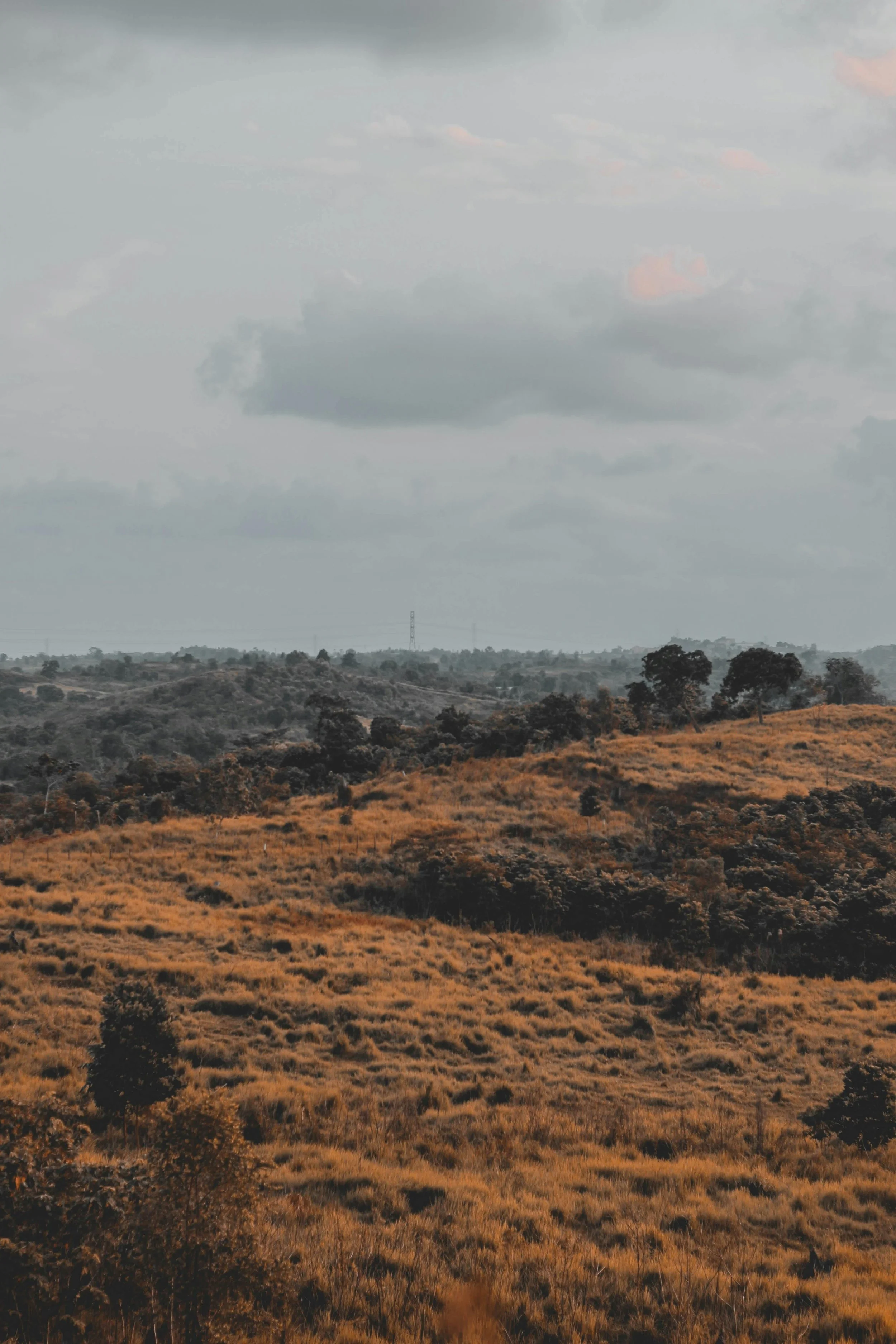 A landscape view of rolling hills covered in dry grass with scattered trees, under a cloudy sky.