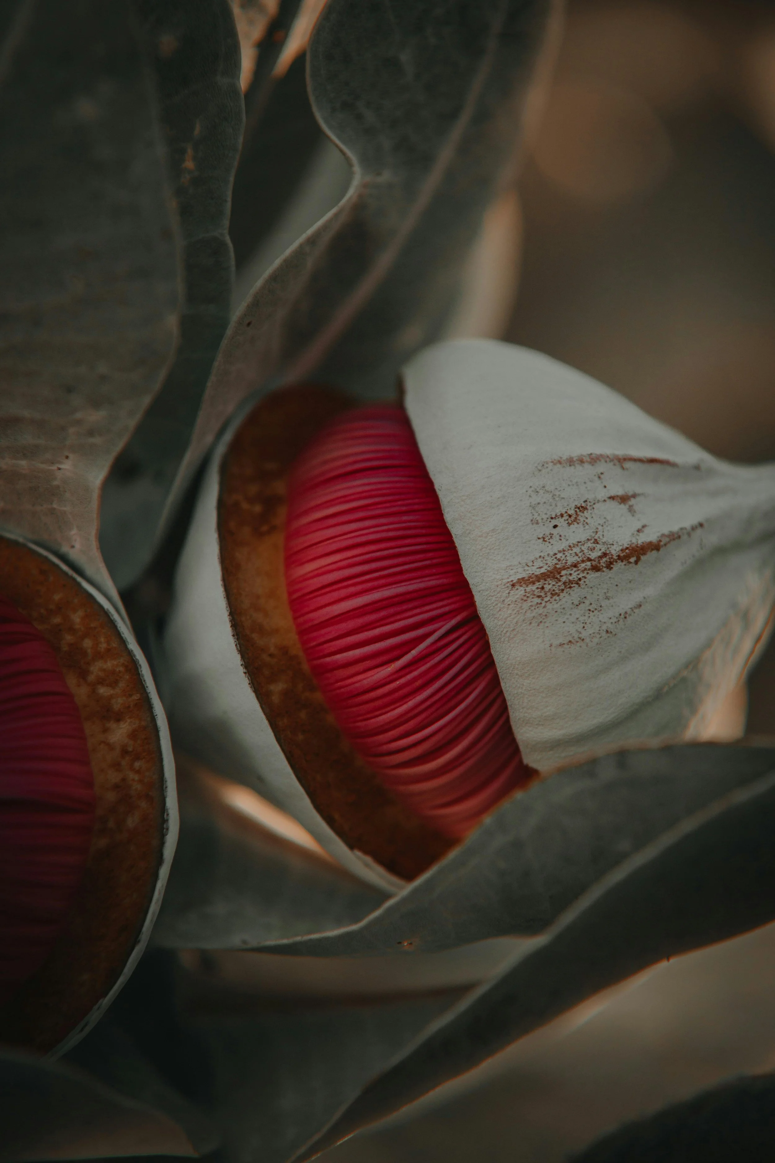 Close-up of a native blossom with dark greenish-brown leaves and reddish-pink colored petals, the background is blurry and dark.