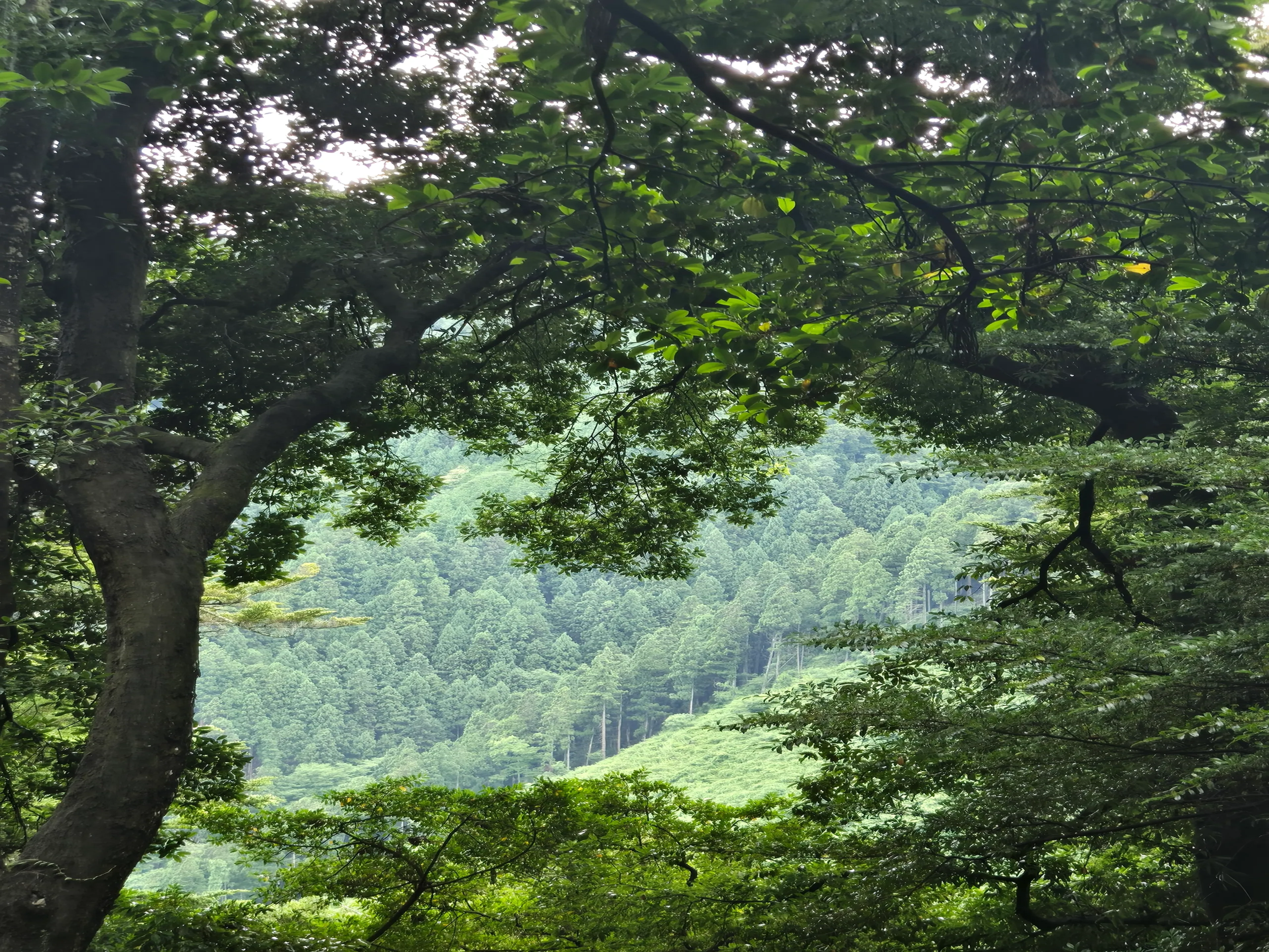 A lush green forest with tall trees and a canopy of leaves, overlooking a distant forested hillside.