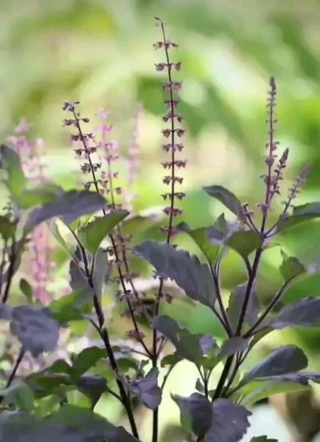 everyday plant allies