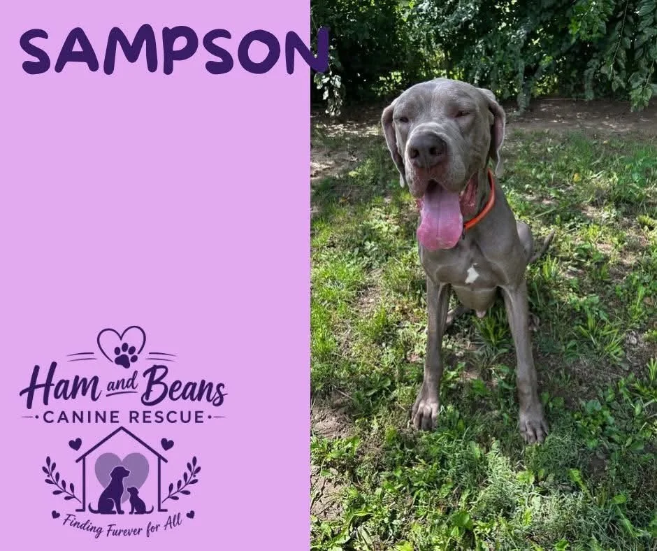 Sampson