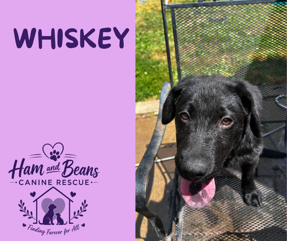 Whiskey