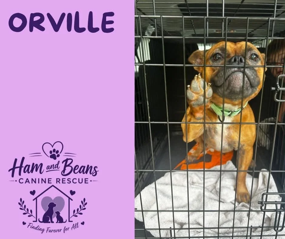 Orville