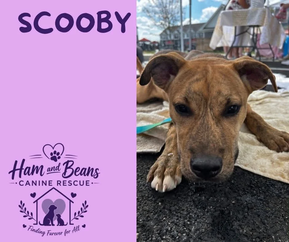 Scooby