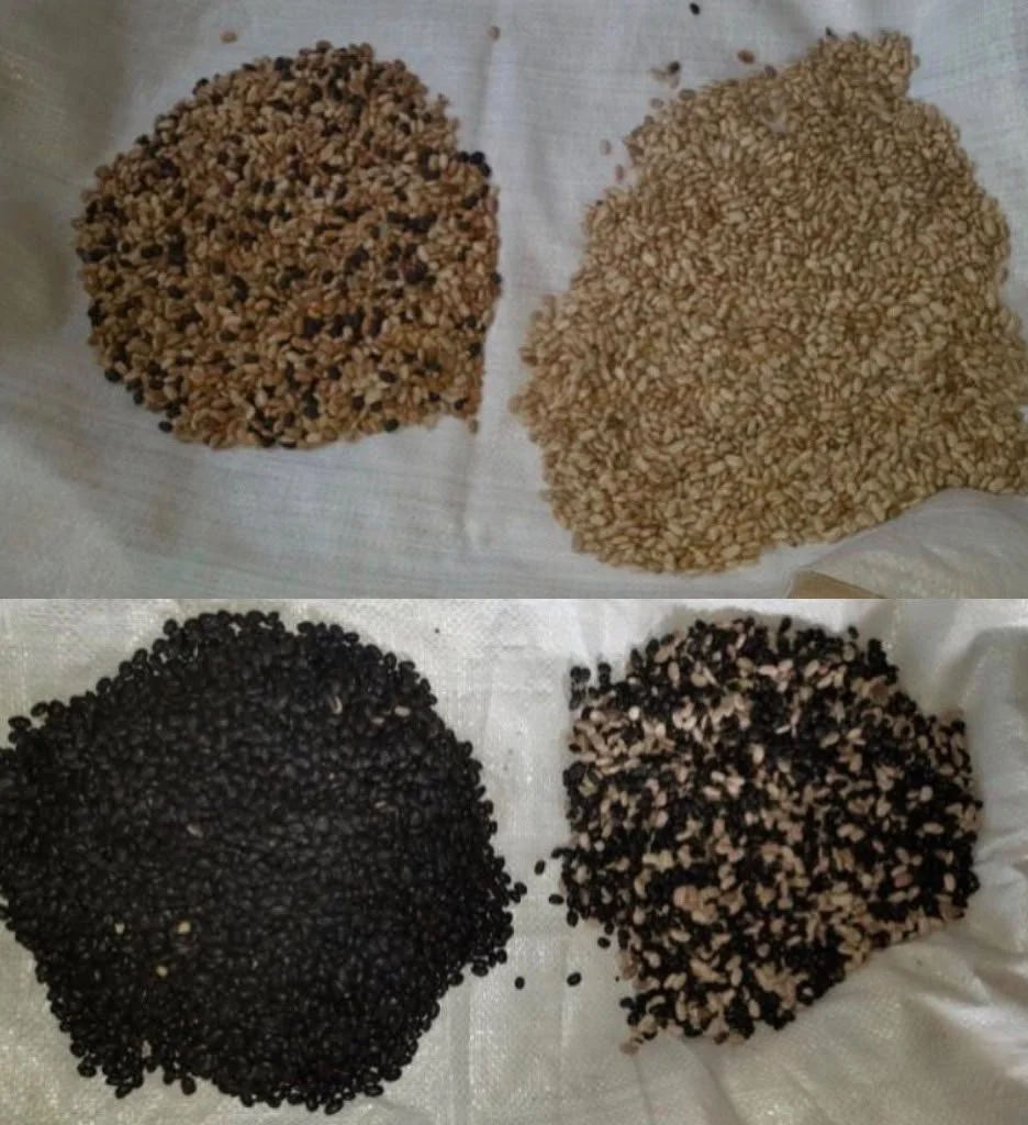 Frijoles Negros y Blancos.jpeg