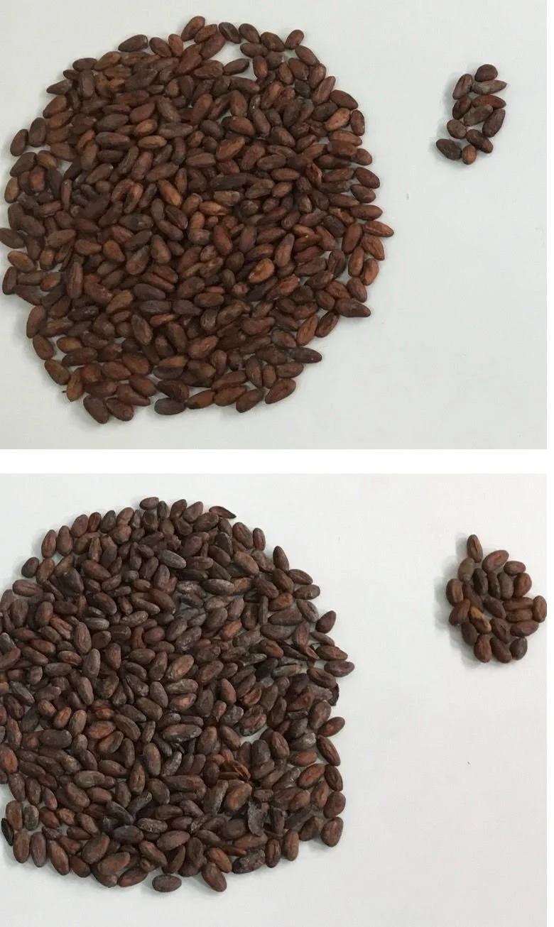 Cacao.jpeg