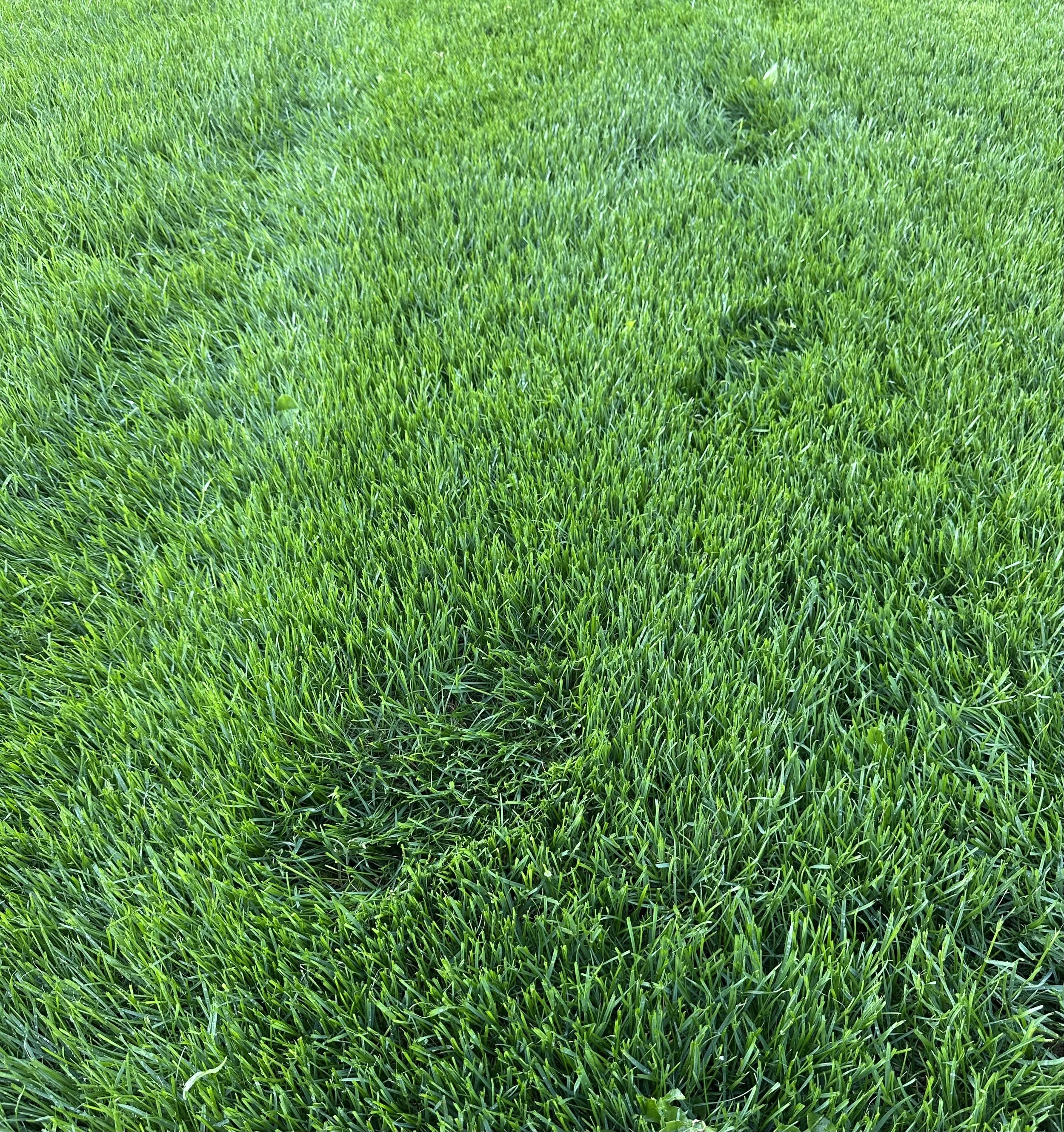 Close-up view of lush green grass blades covering the ground.