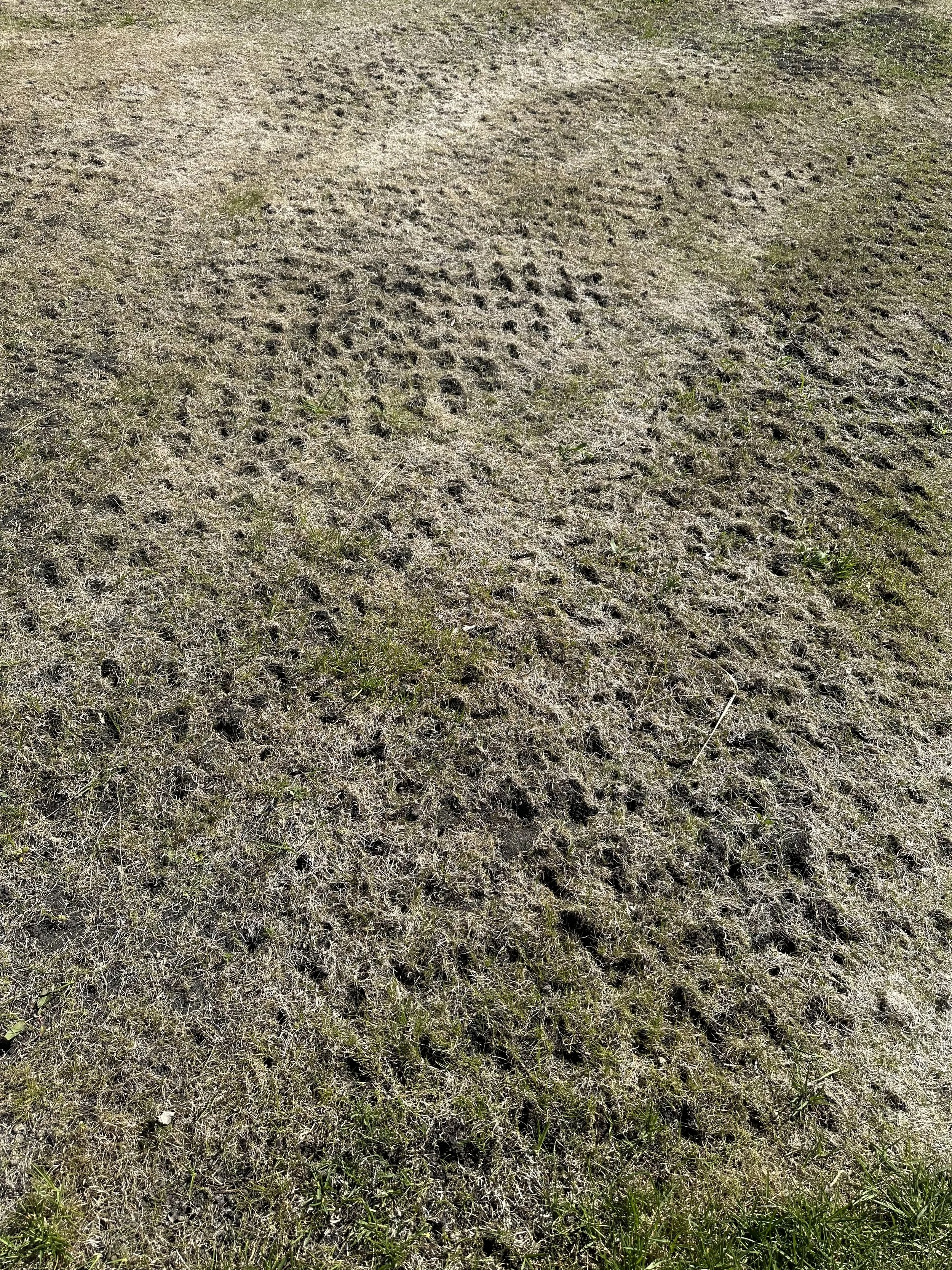 Close-up of dry, patchy grass with sparse green shoots.