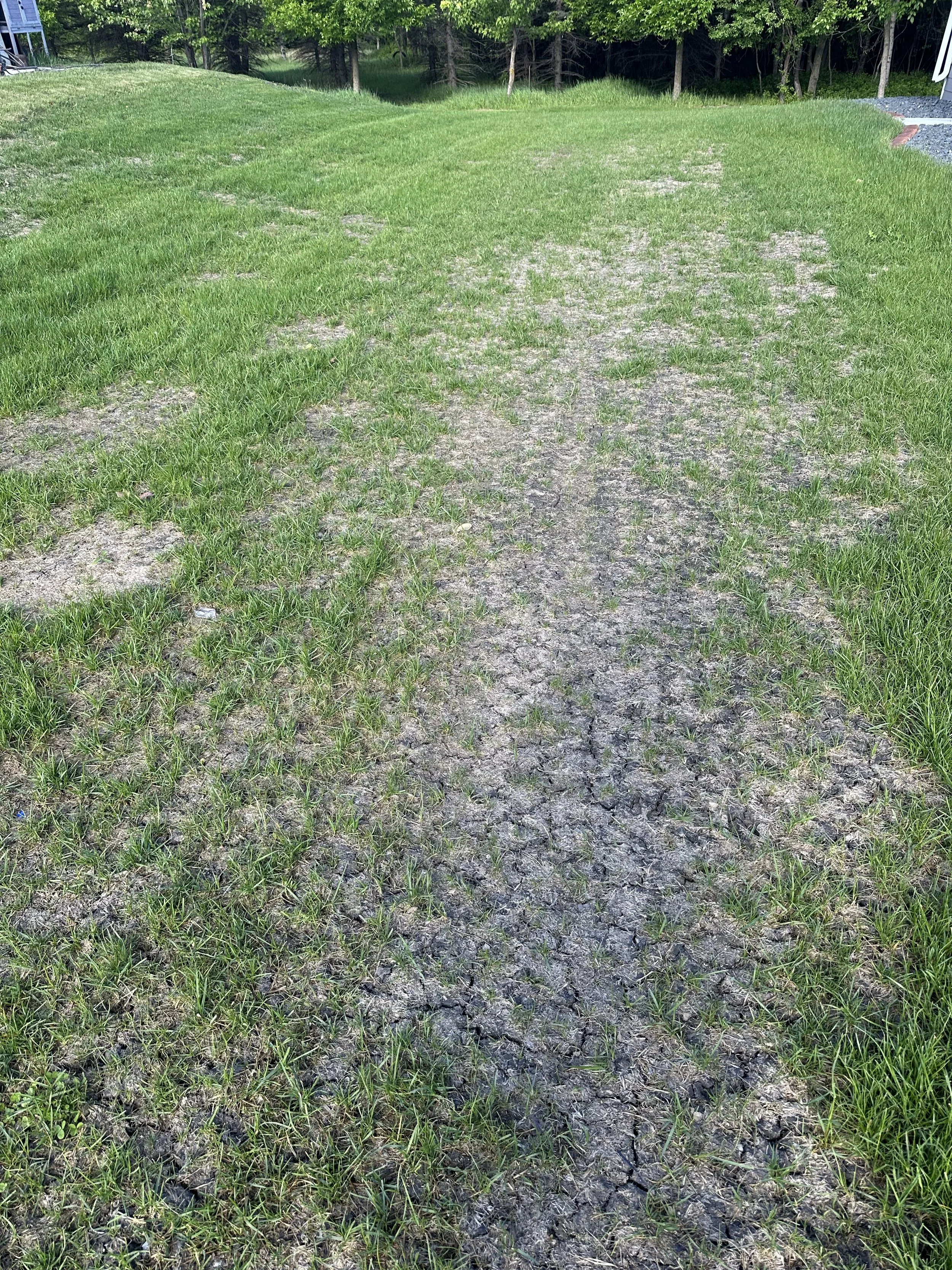 Partially grass-covered dirt path with tire tracks and grass on both sides, with trees and a building in the background.