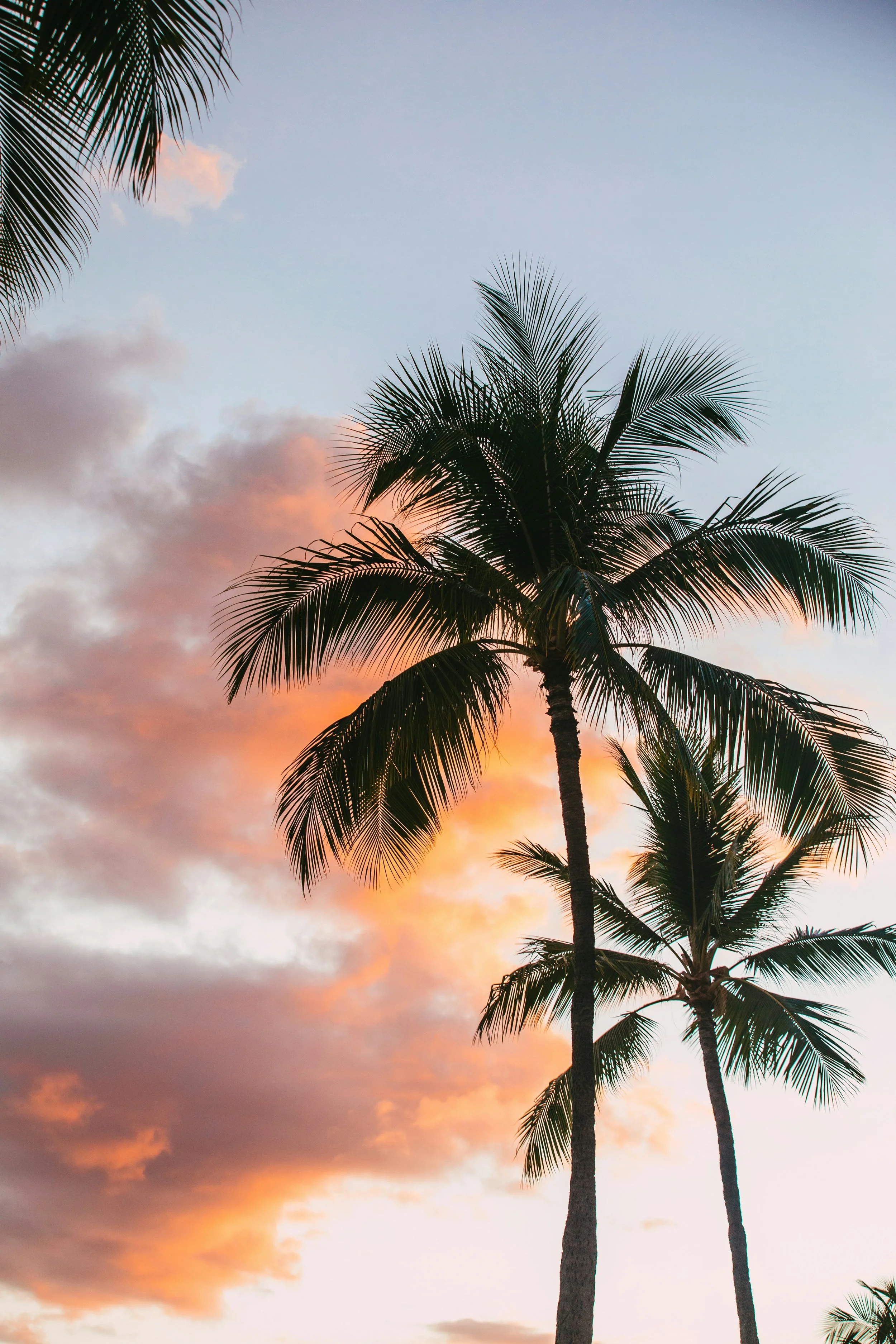 Amelia Palm scent: palm trees silhouetted against a pink sunset sky