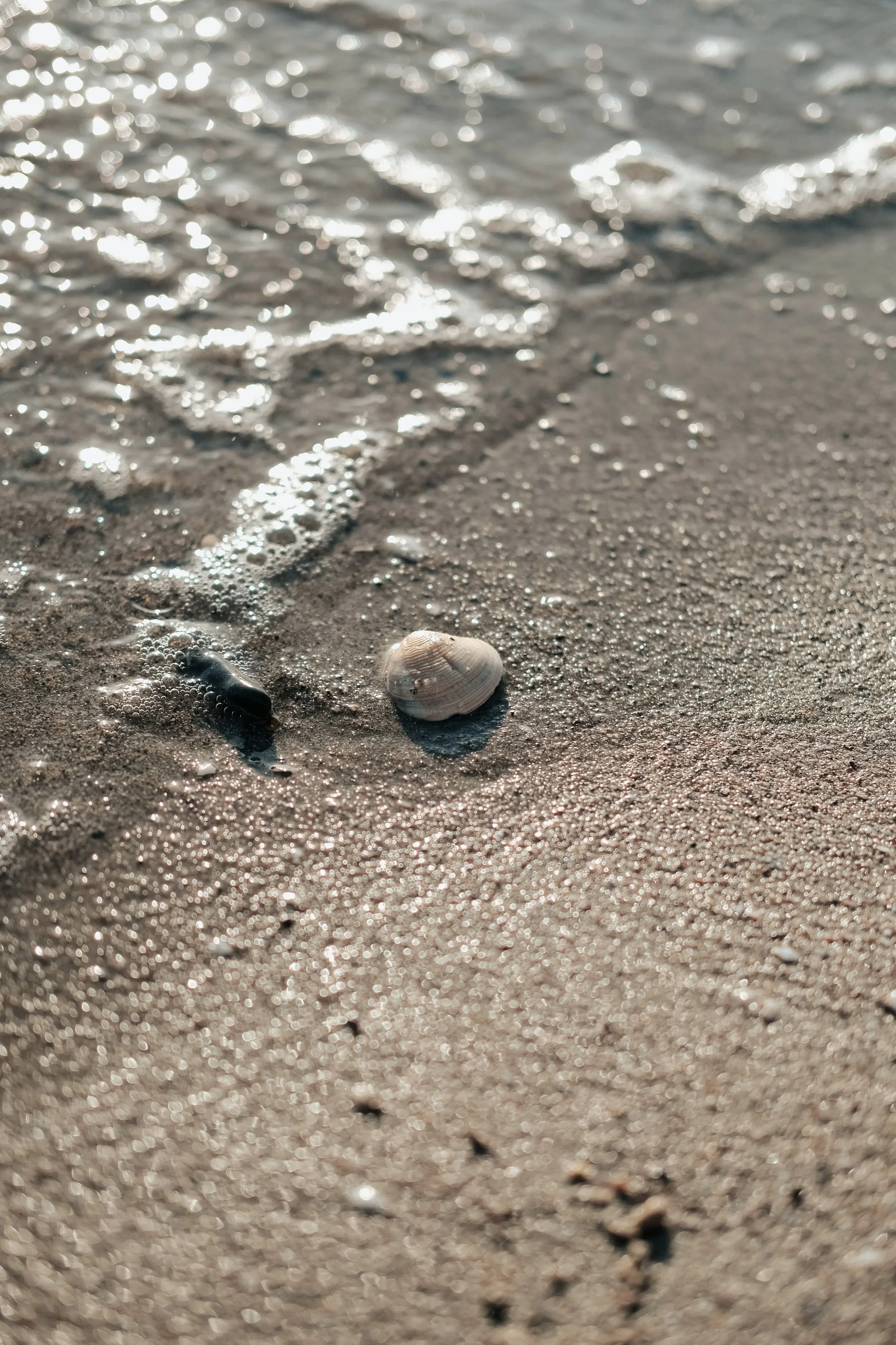 Close-up of a sandy beach with a seashell and small rocks, gentle waves lapping at the shore, sunlight reflecting off the water.