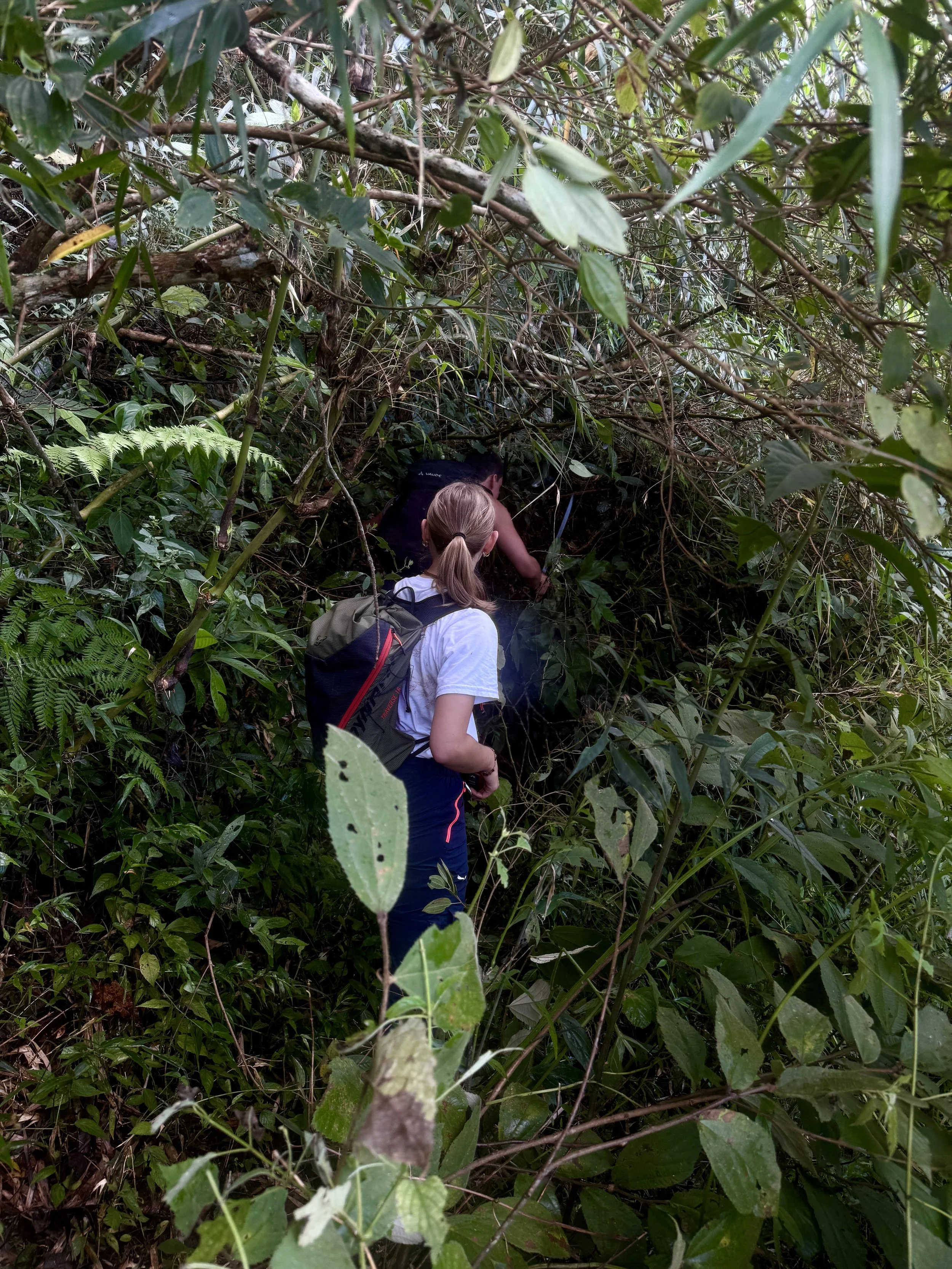 People exploring a dense jungle or forest with thick green foliage and vines