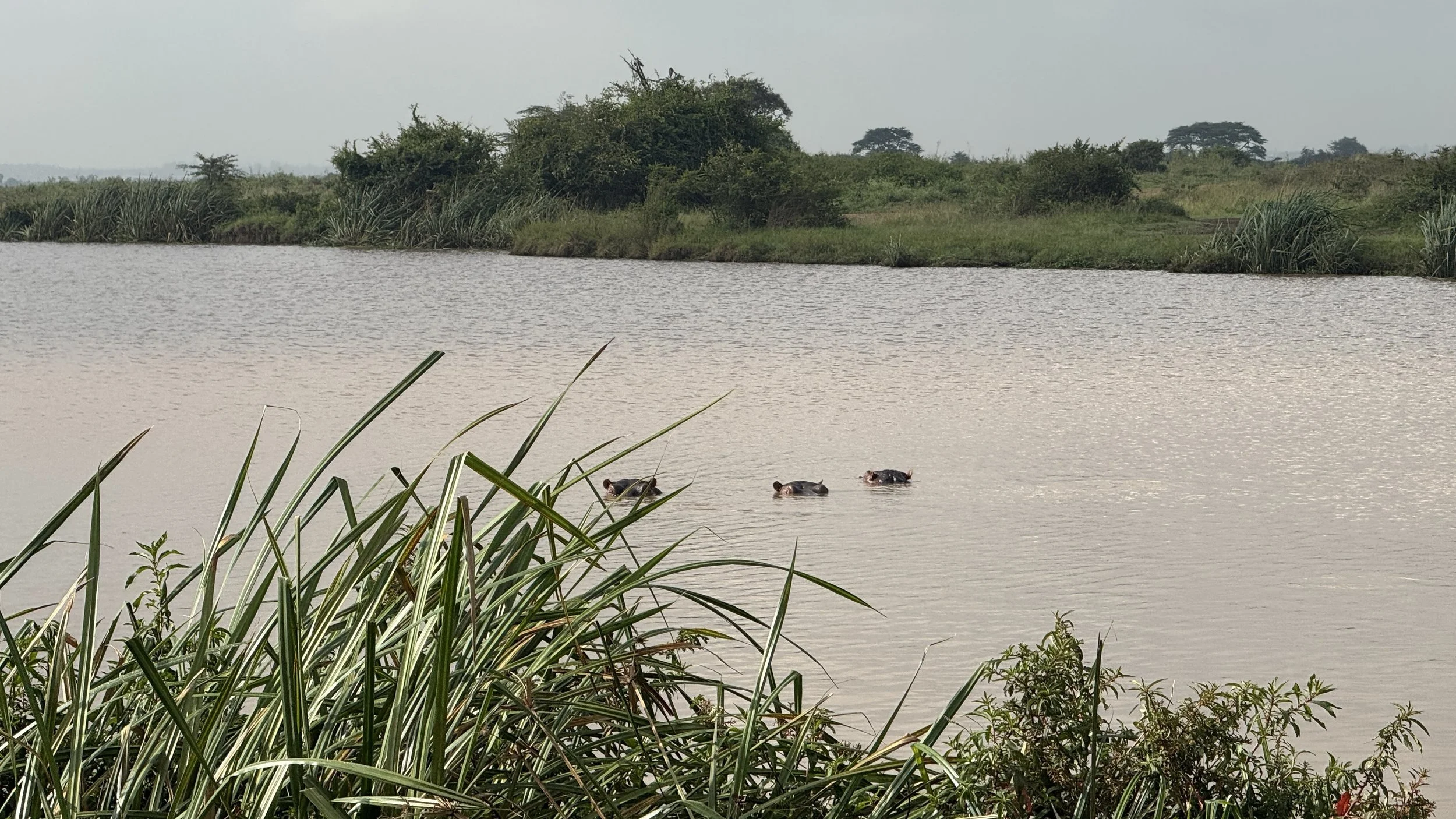 Waterfowl swimming in a body of water with greenery and trees in the background.