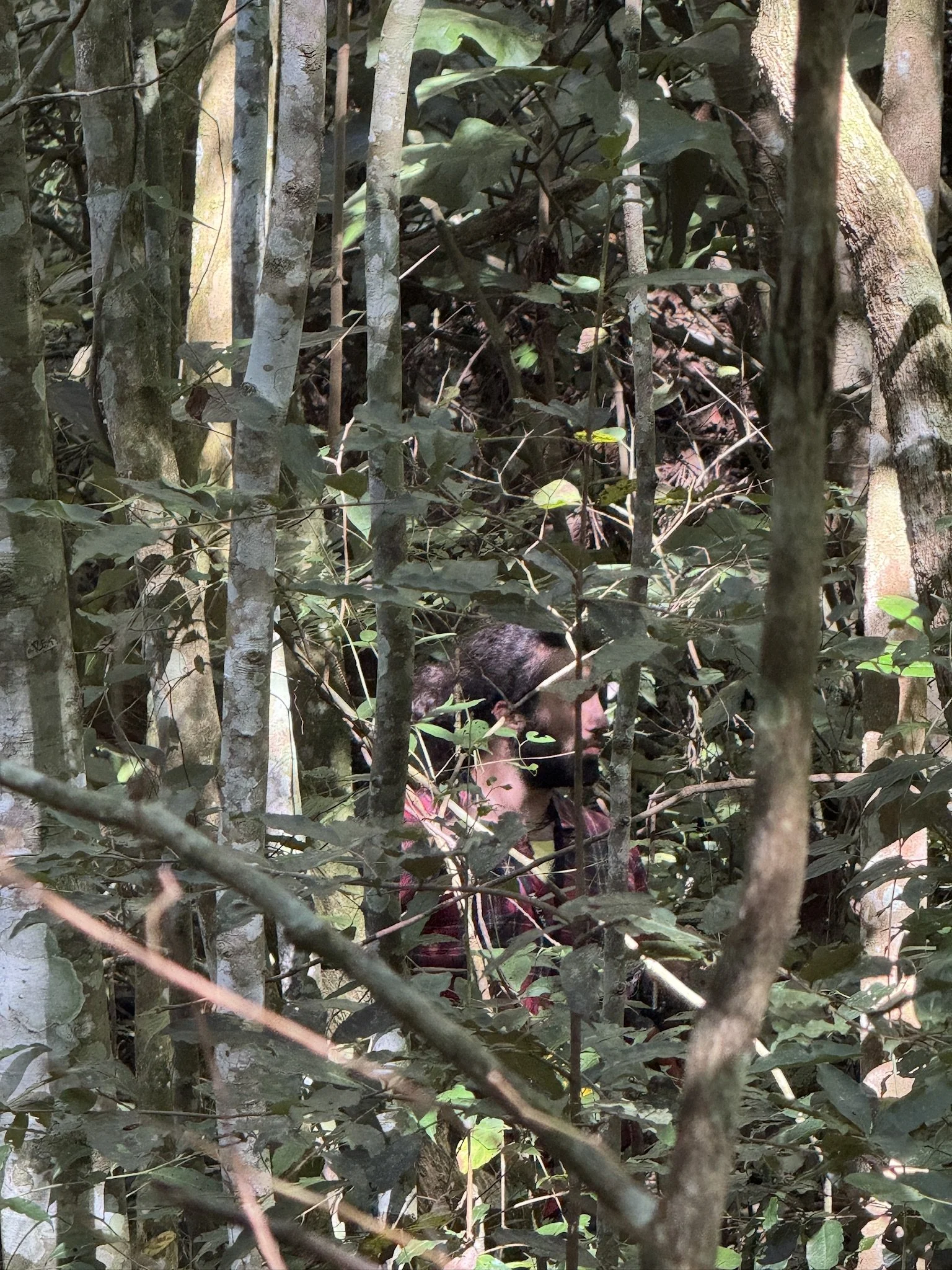A person partly obscured by dense foliage and small tree trunks in a wooded area.